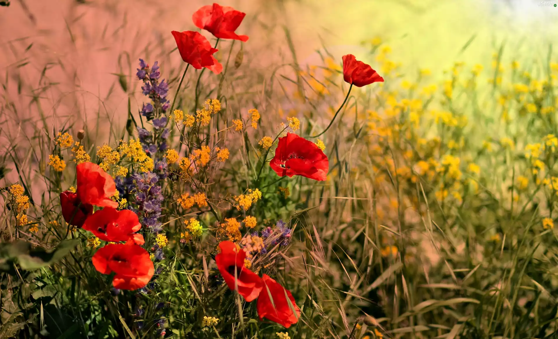 papavers, Wildflowers, Flowers, color