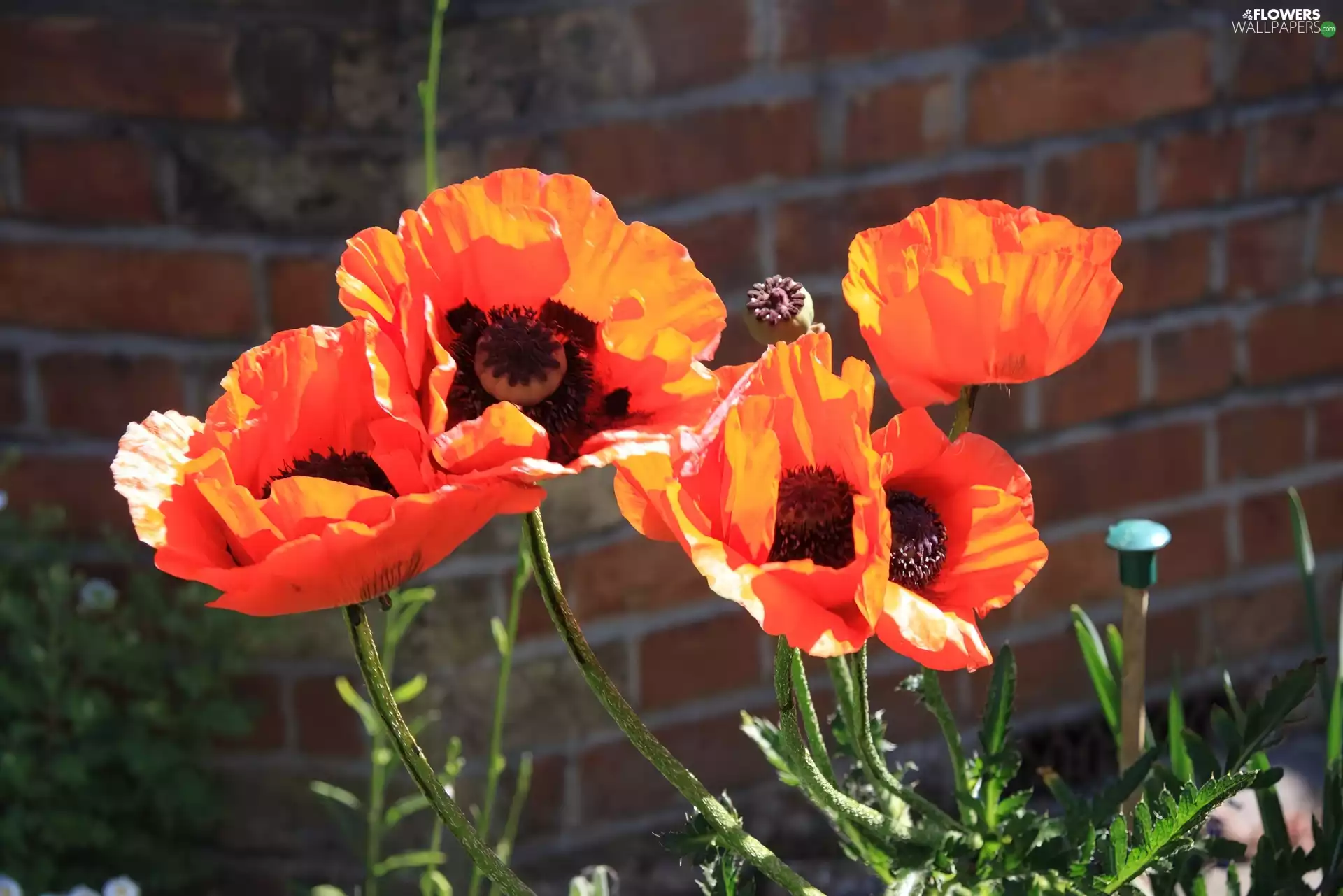 papavers, Flowers