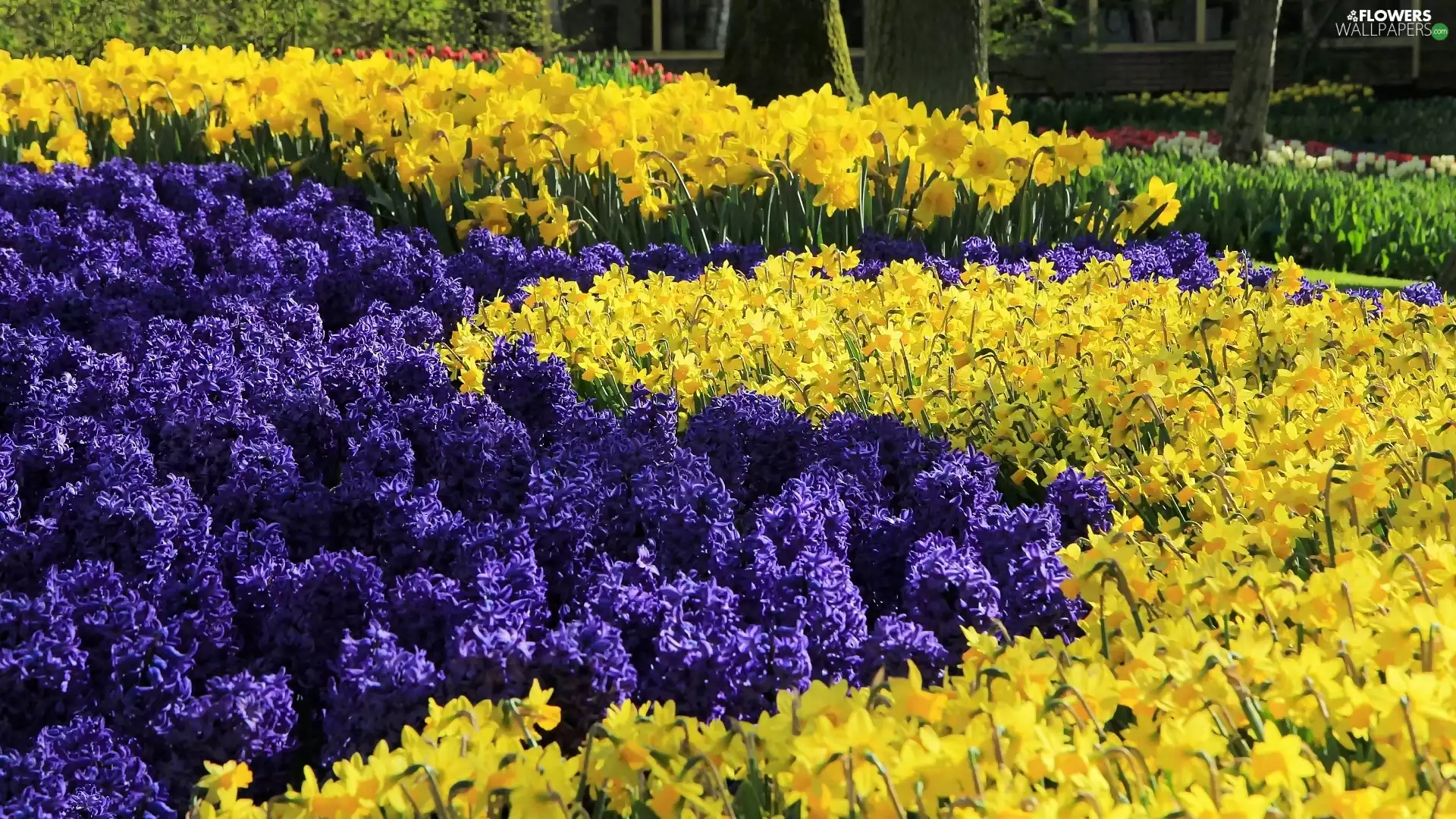Park, Hyacinths, Daffodils, Flowers