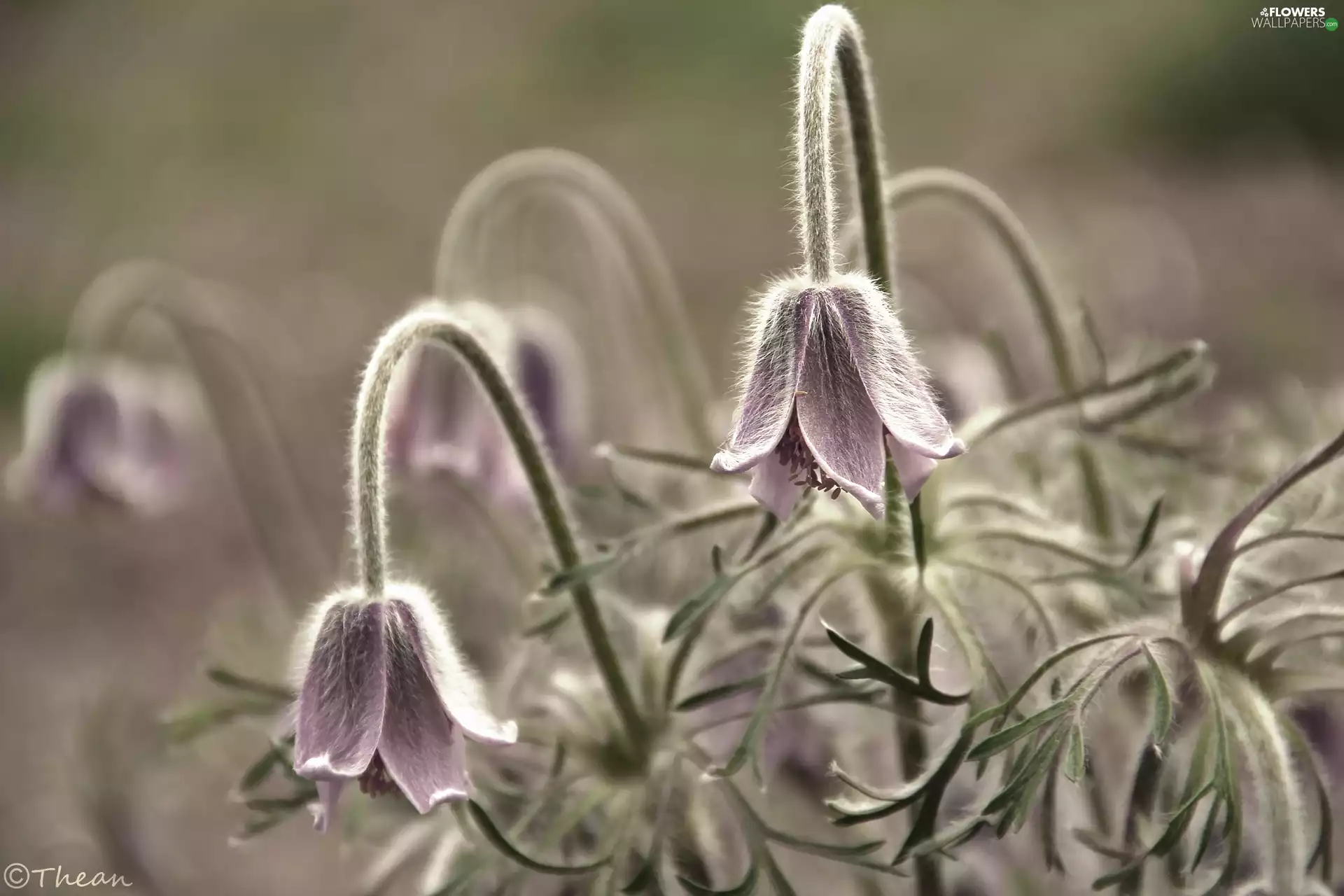 pasque, Flowers