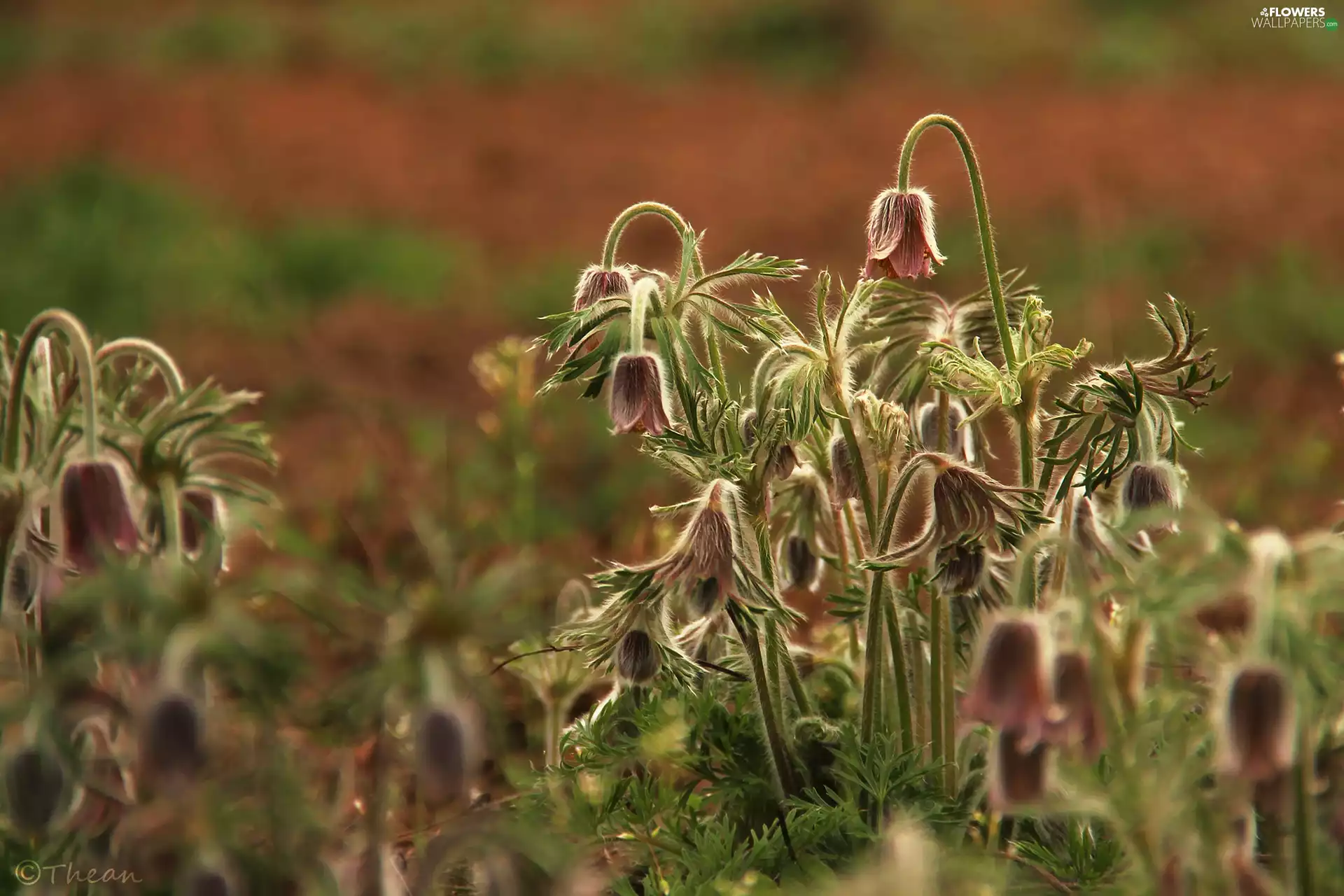 pasque, Flowers