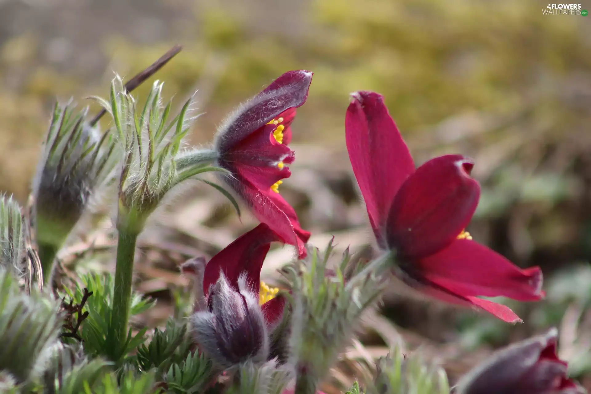 Flowers, claret, pasque