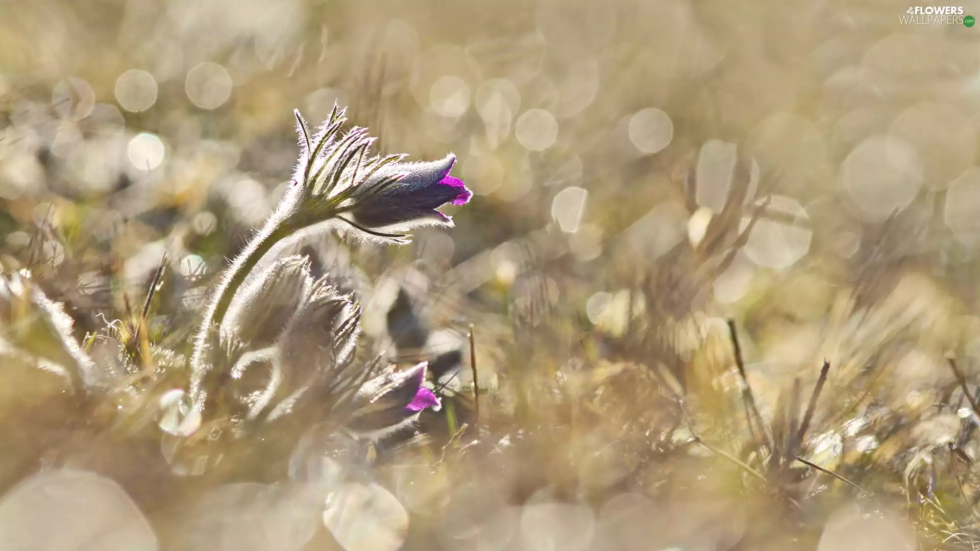 pasque, Close, Colourfull Flowers