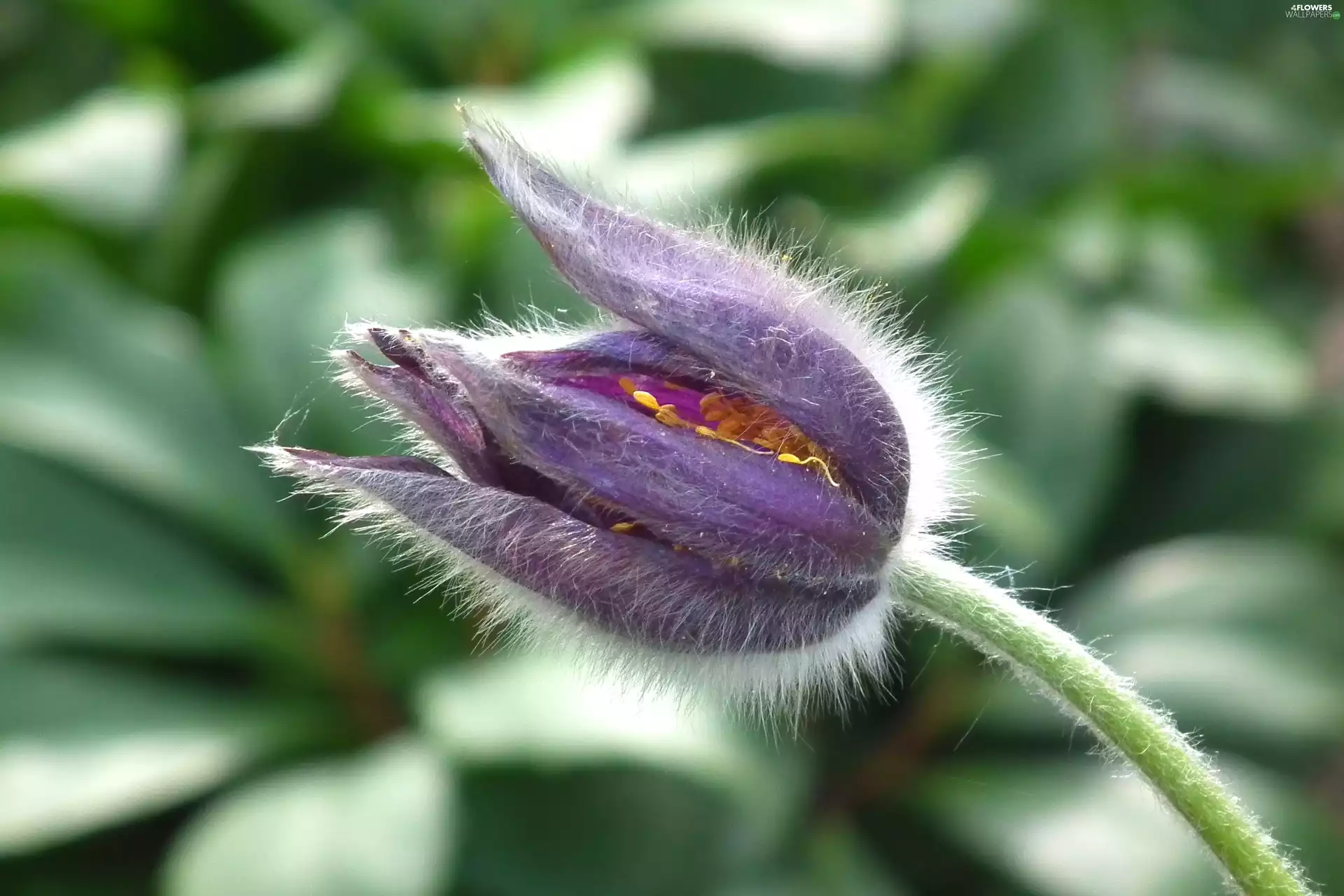 pasque, nature, Colourfull Flowers