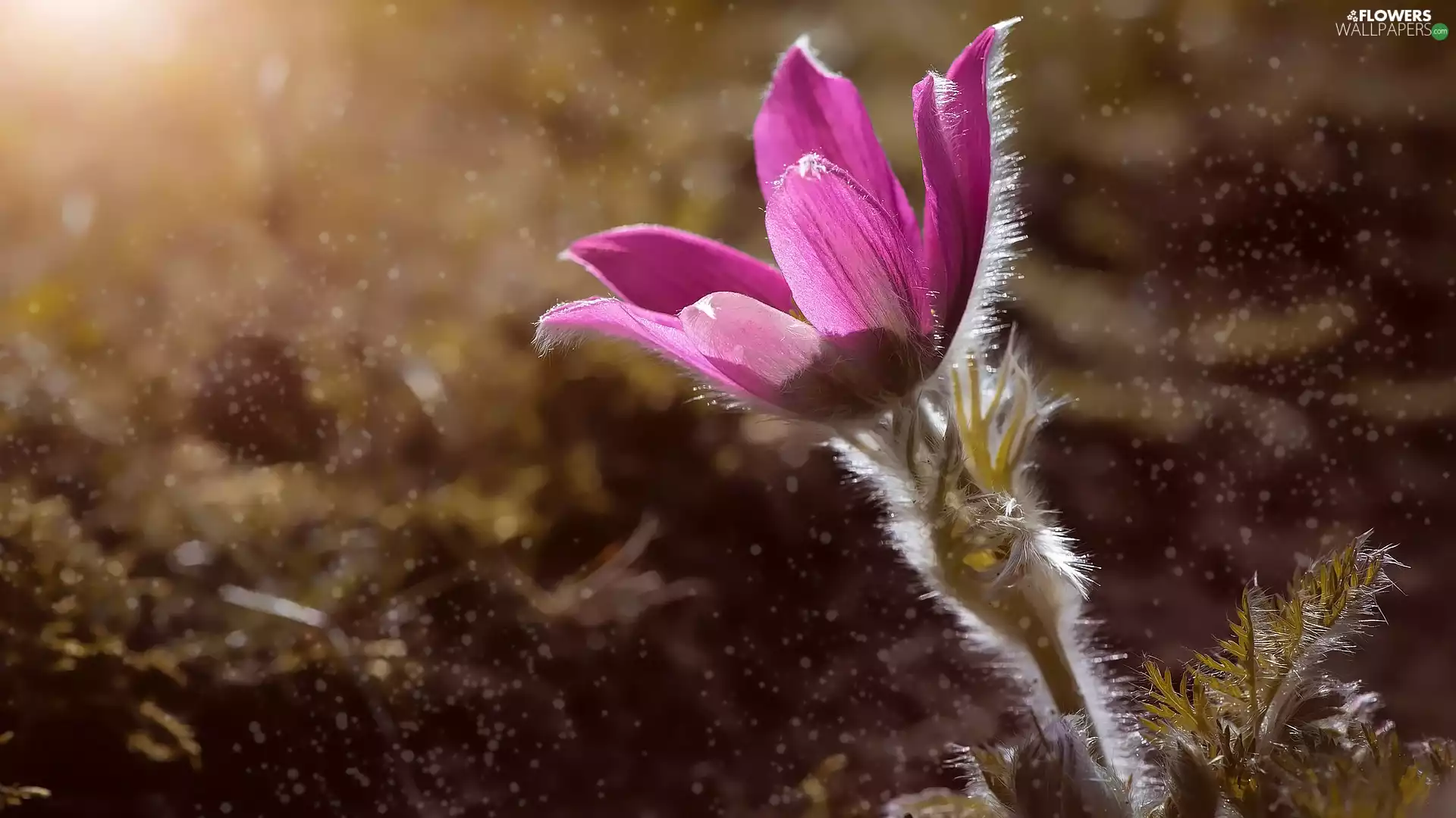 pasque, Pink, Colourfull Flowers