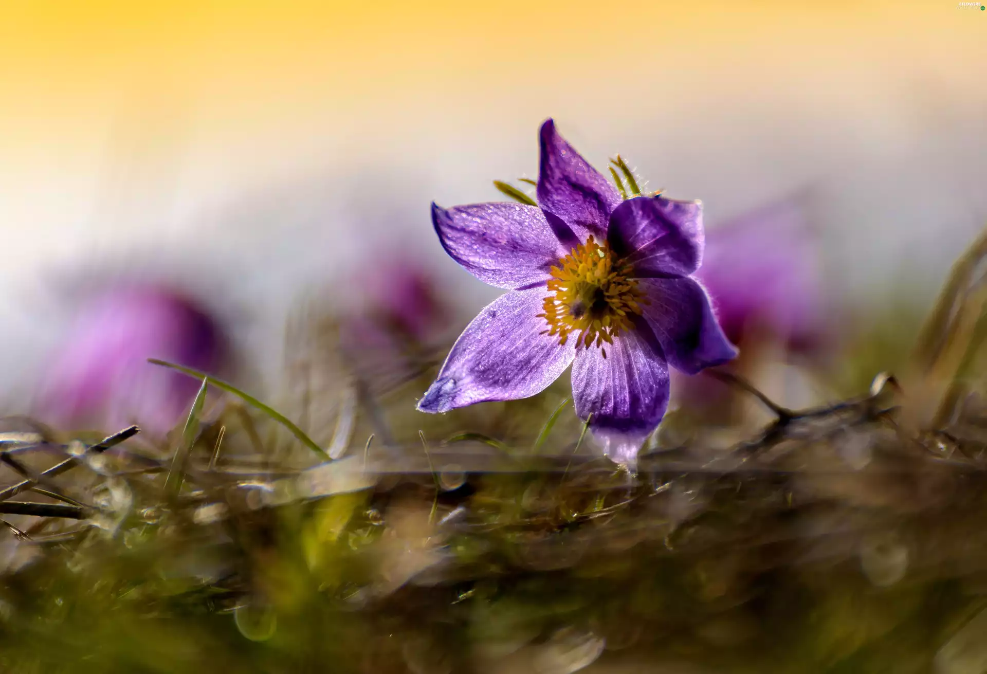 pasque, Violet, Colourfull Flowers