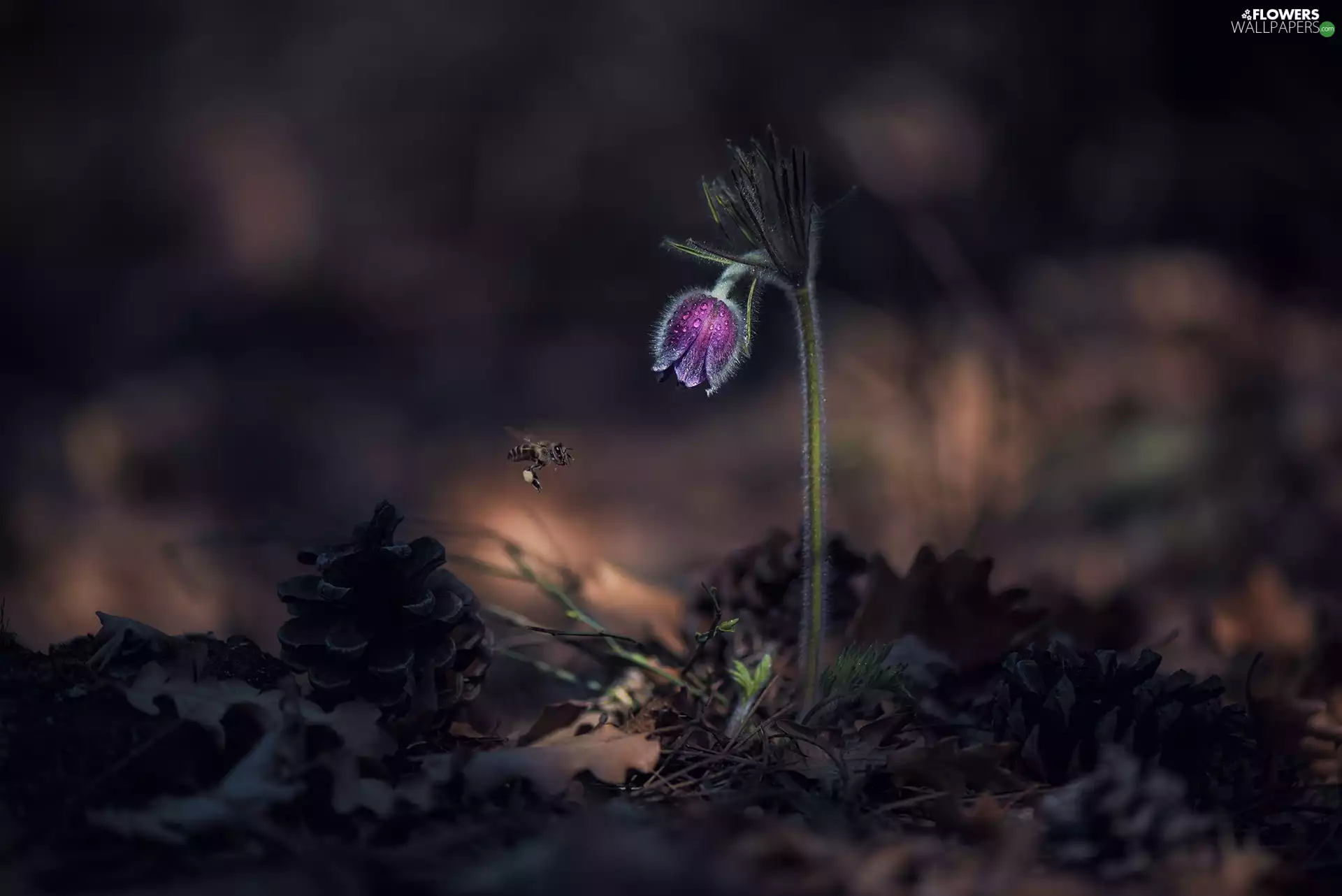 Leaf, Violet, drops, fuzzy, bee, Colourfull Flowers, pasque, background, dark, cones