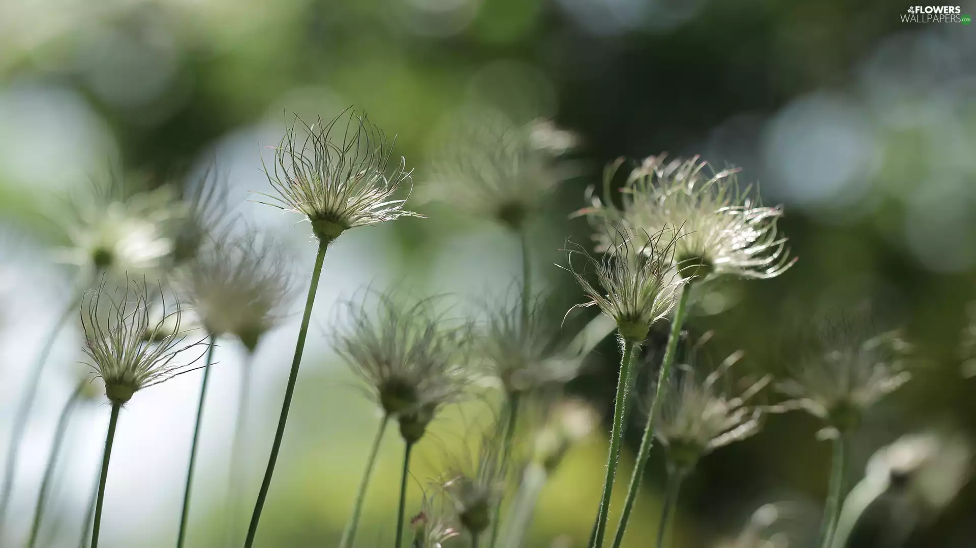 Flowers, fades, pasque