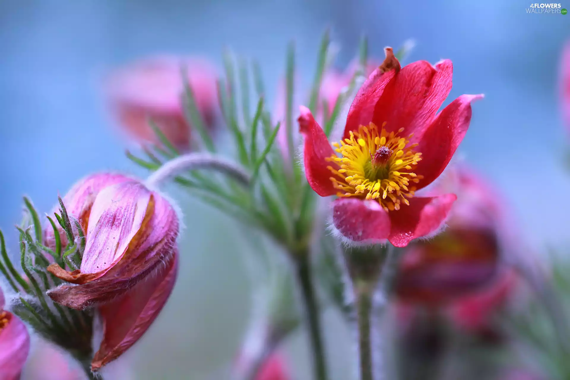 Flowers, Pink, pasque