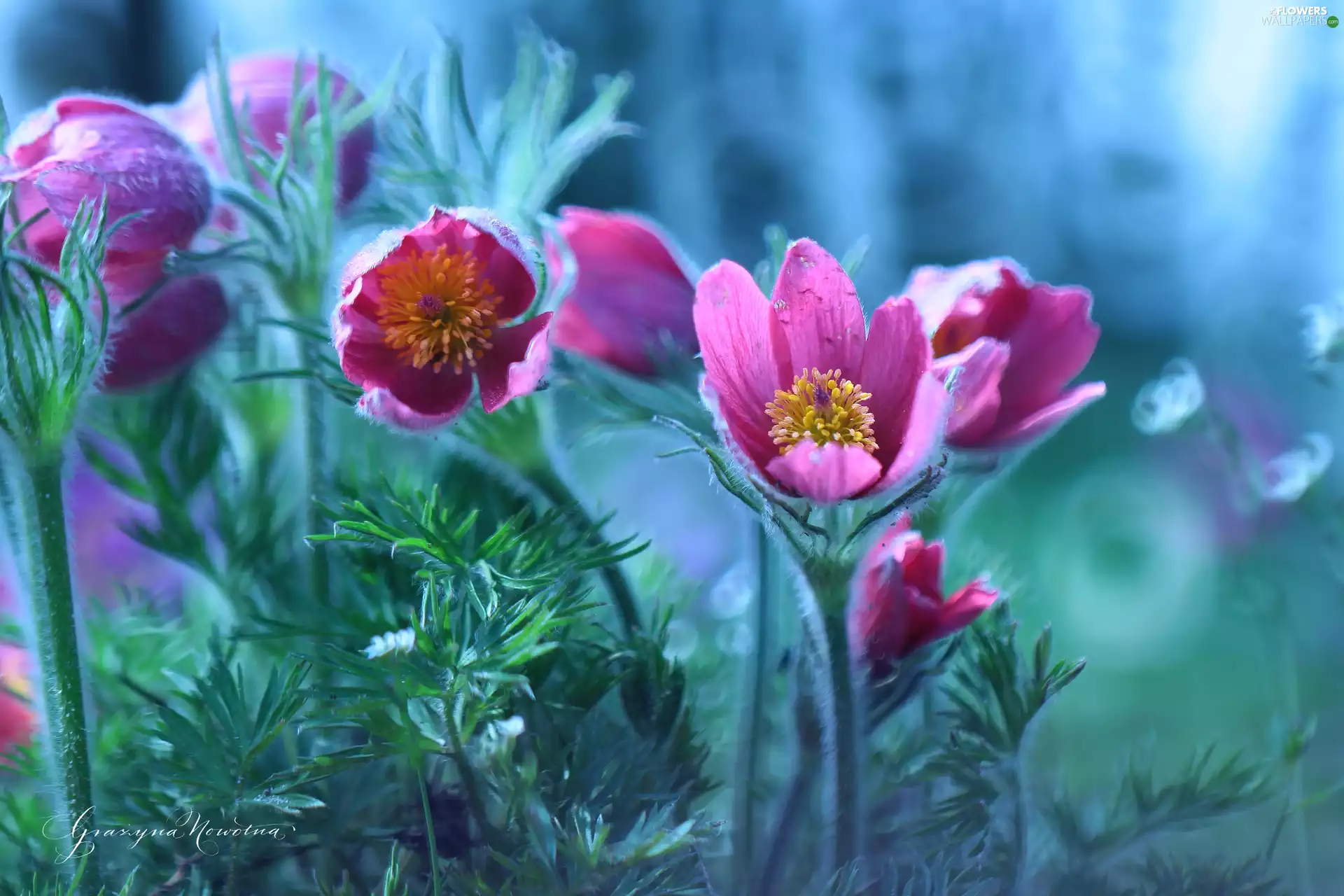 Flowers, Pink, pasque