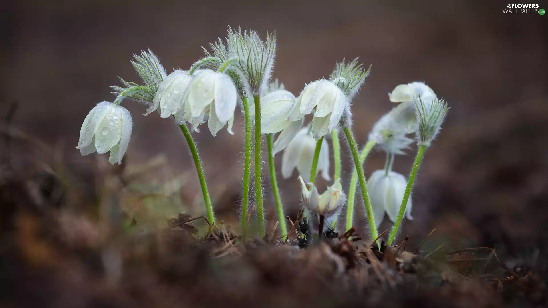 Flowers, White, pasque