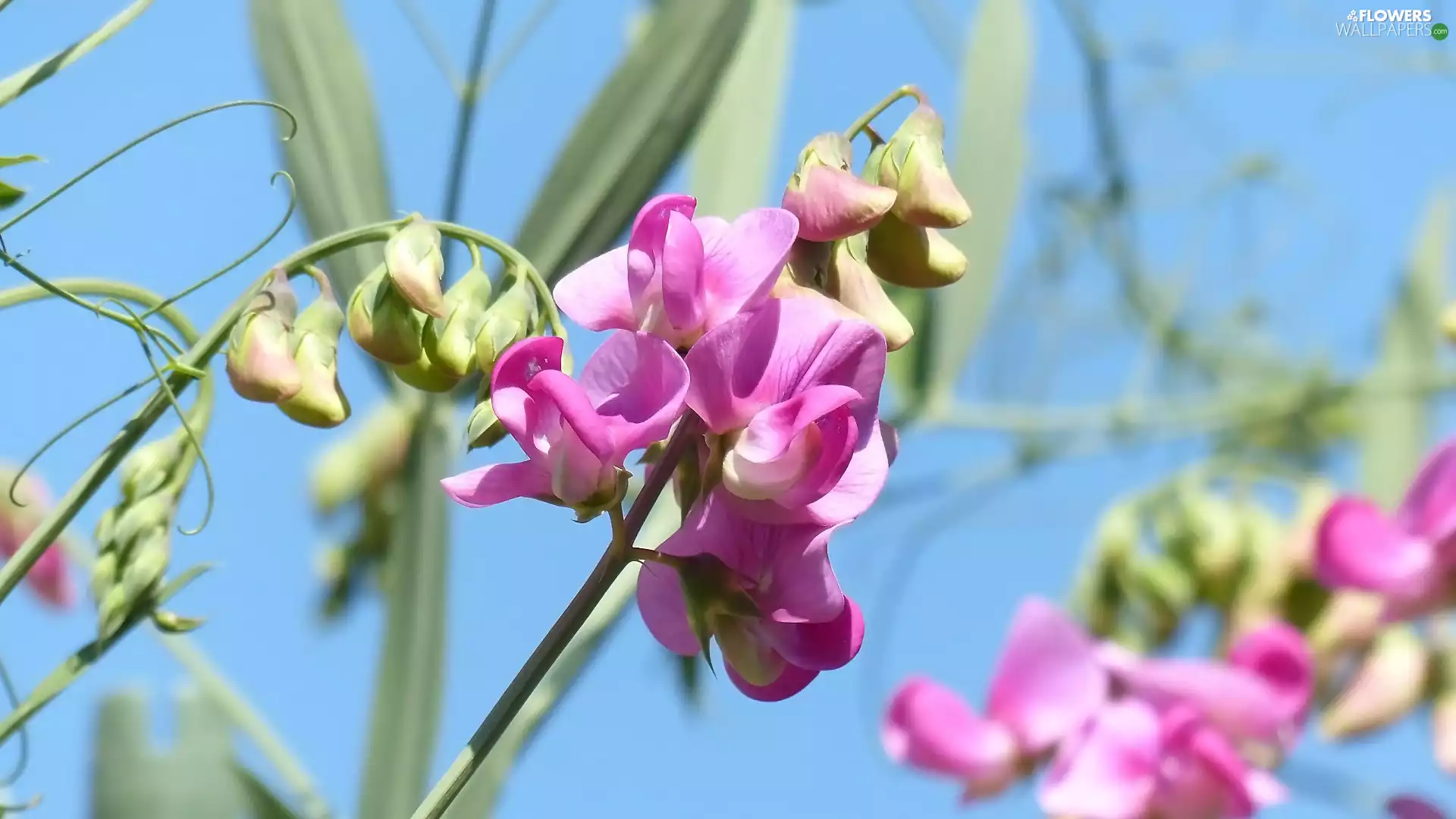 Flowers, Fragrant Peas