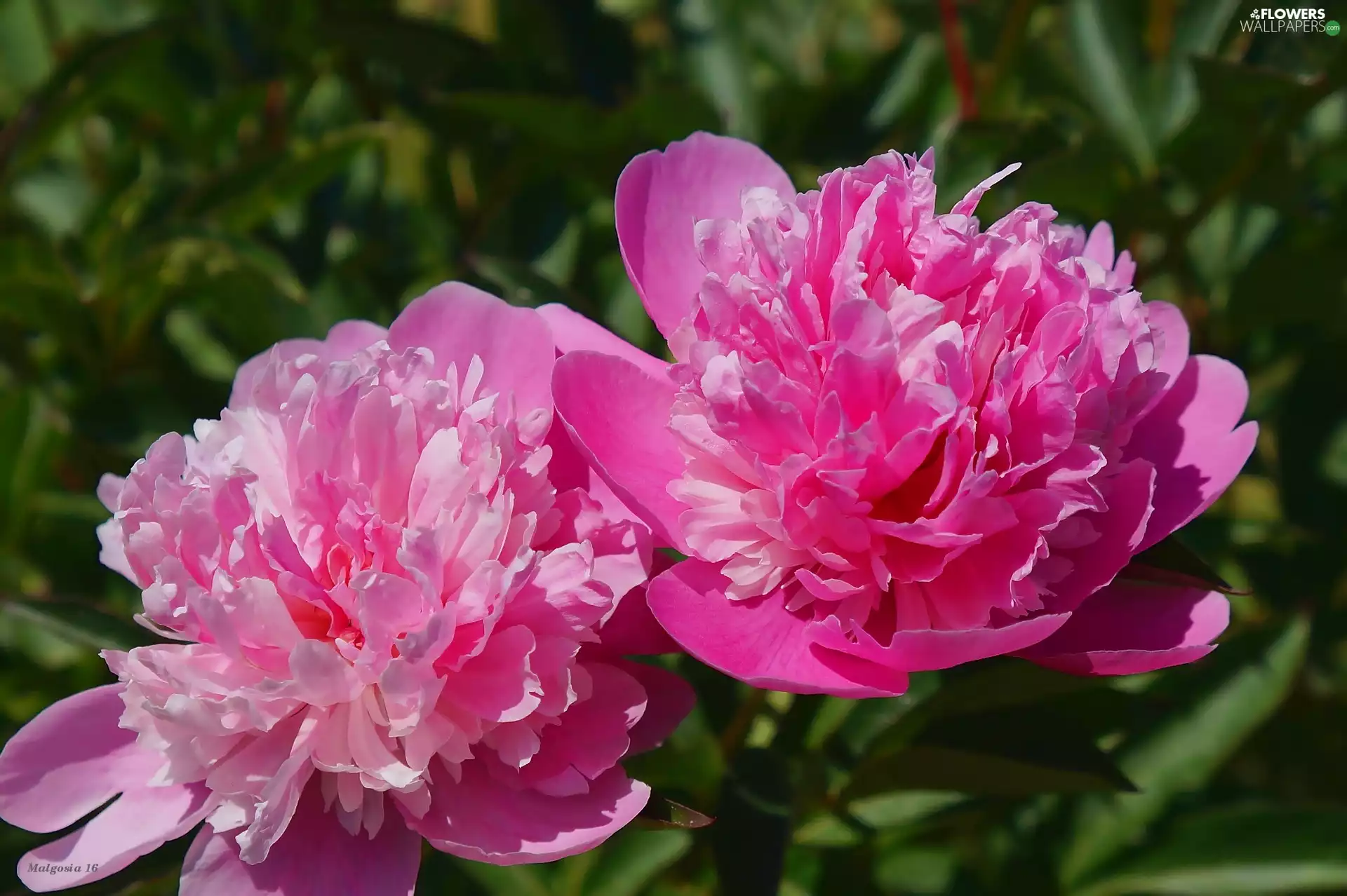 Flowers, Peonies