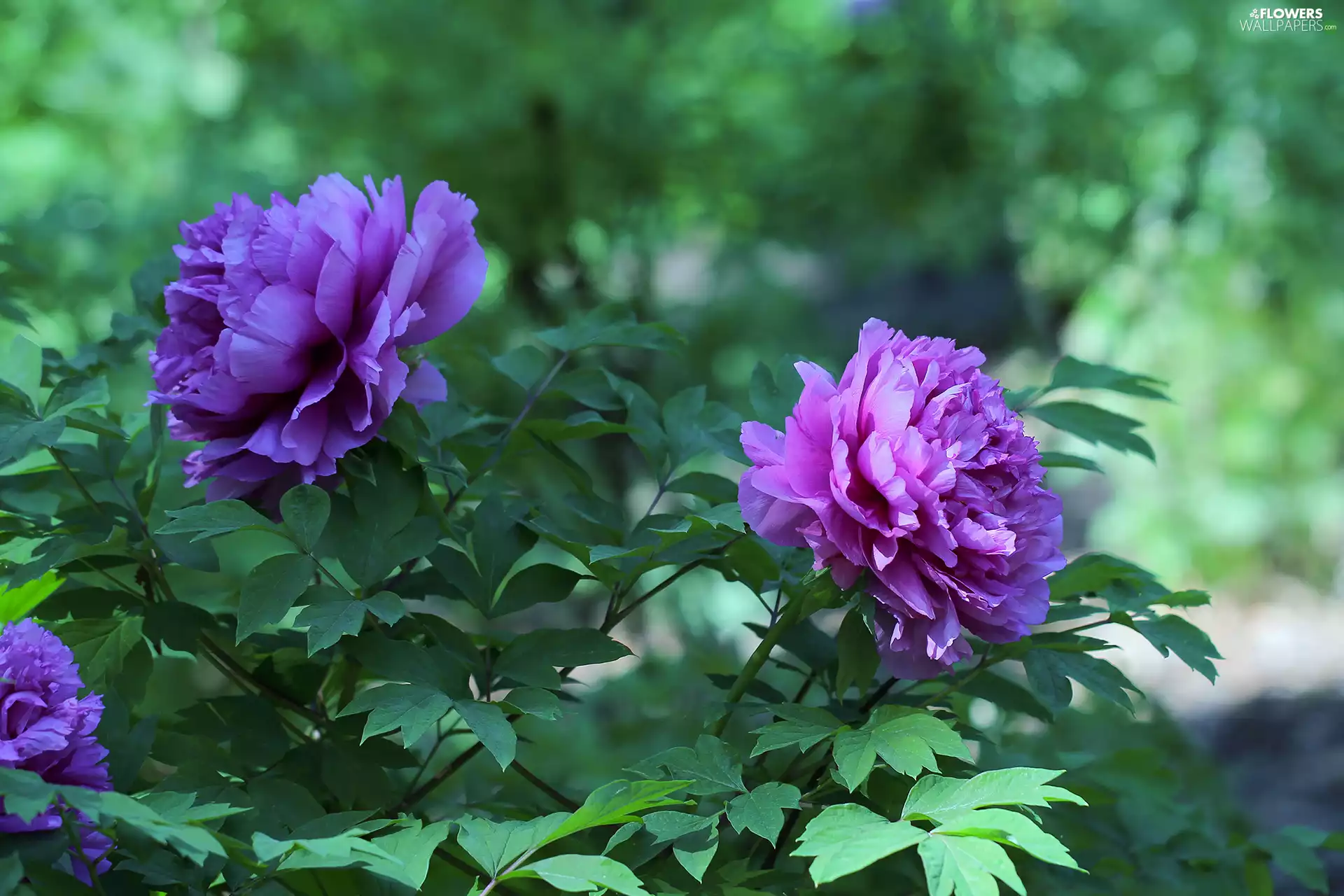 Flowers, purple, Peonies