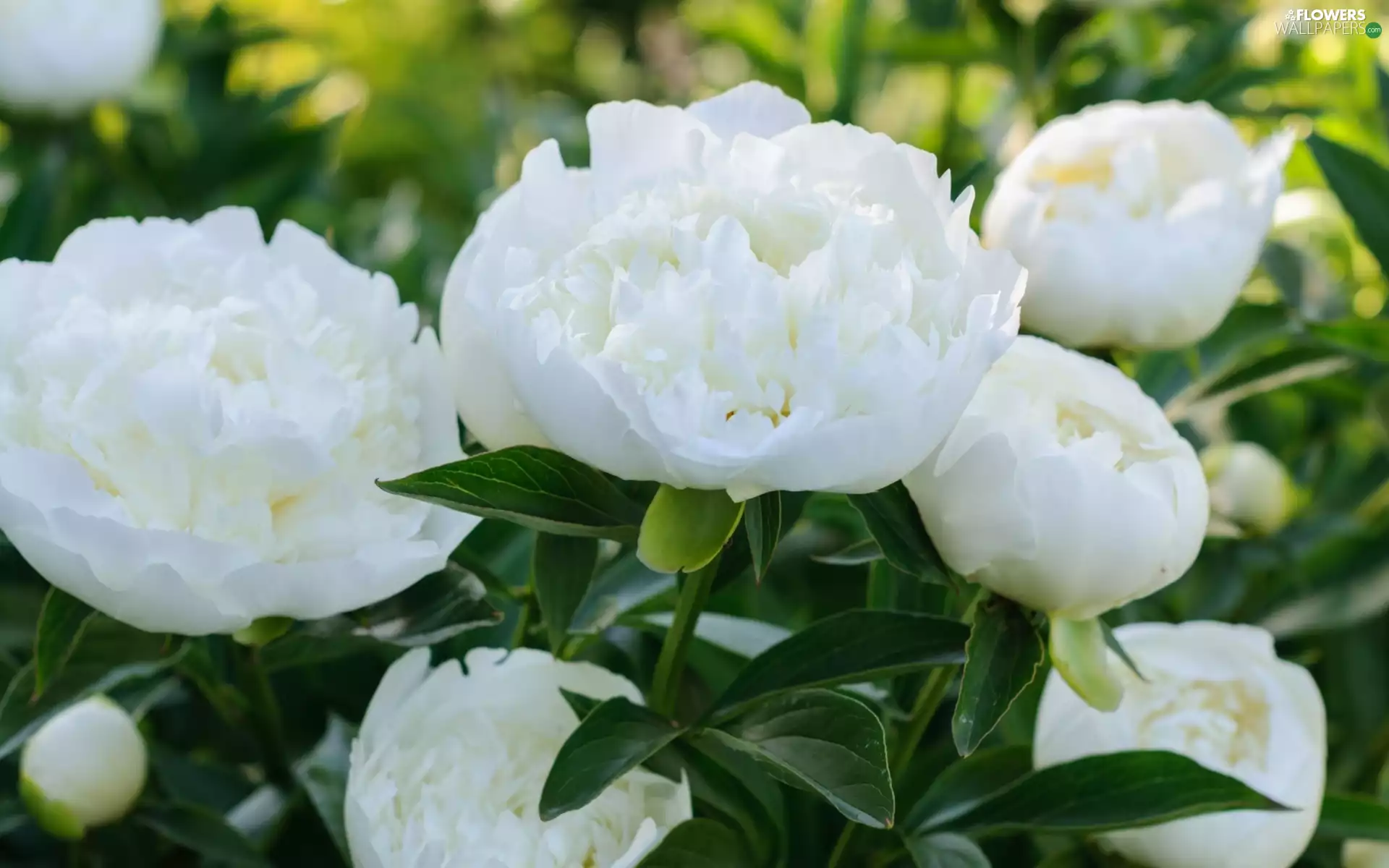 Flowers, Peonies