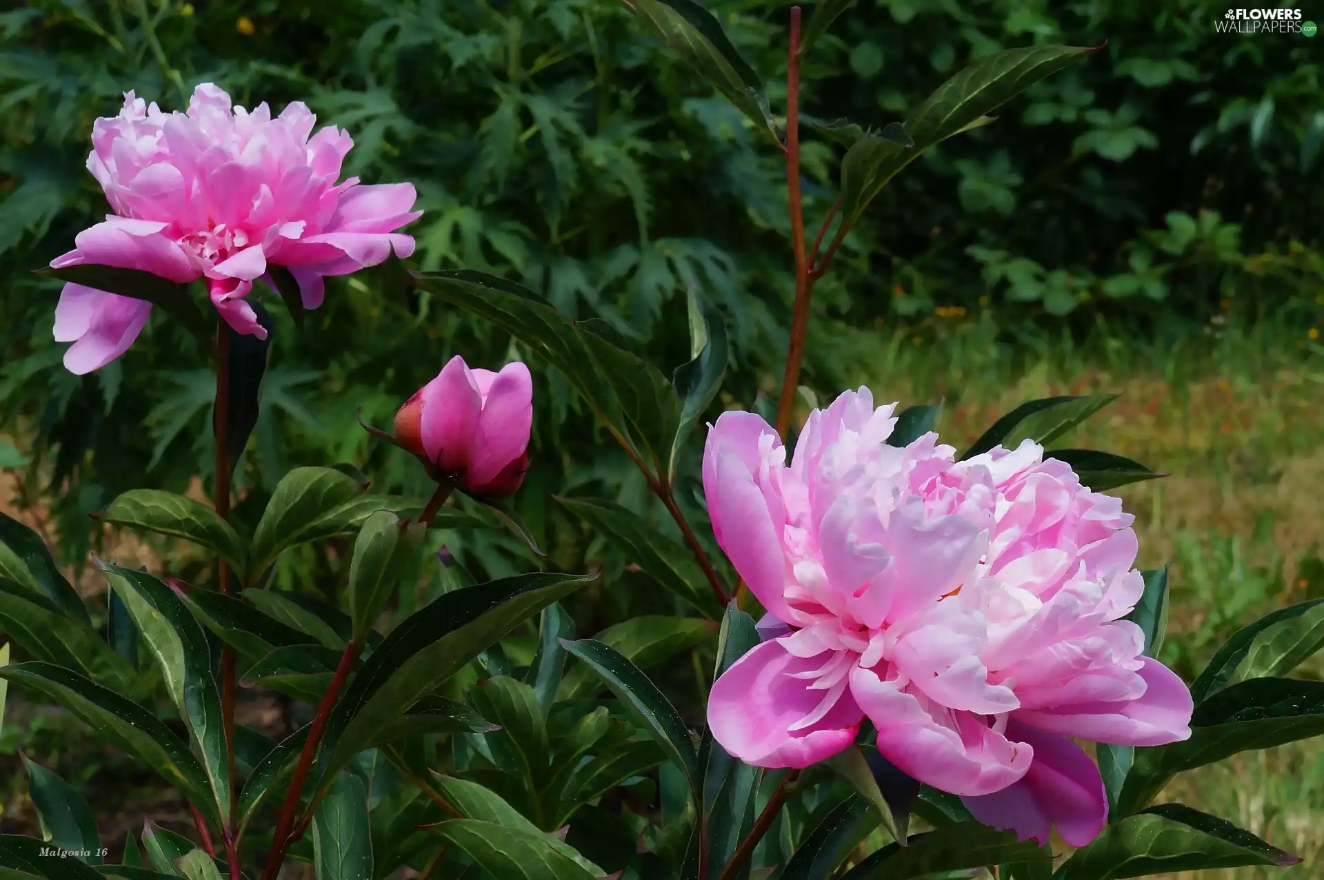 Flowers, peony