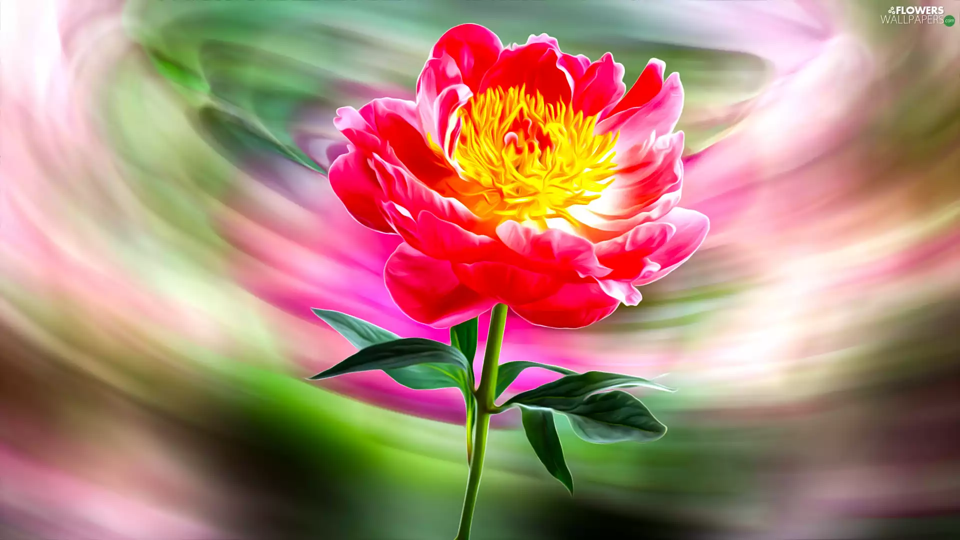peony, graphics, Colourfull Flowers