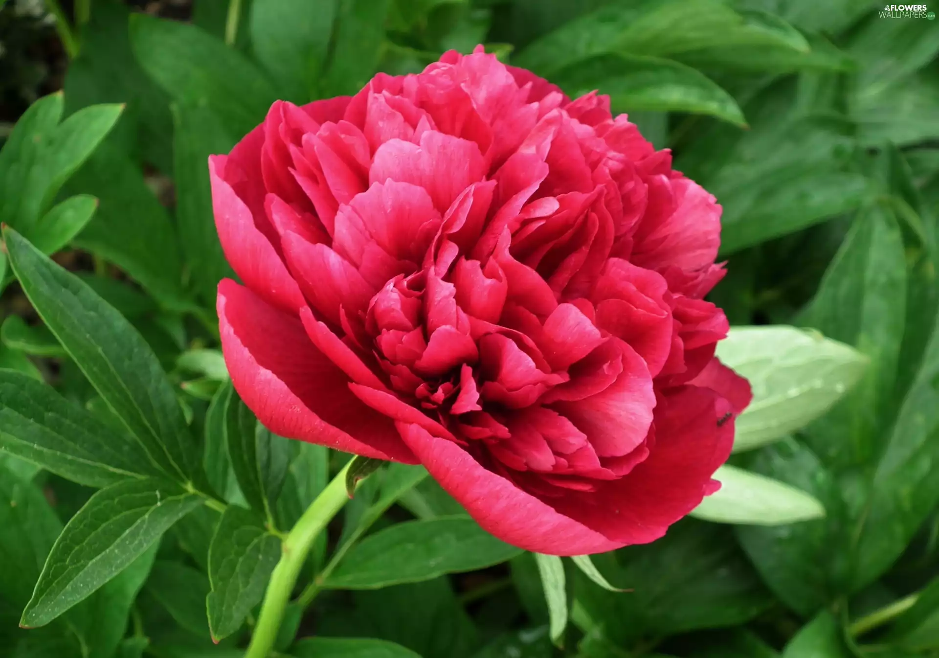peony, nature, Colourfull Flowers