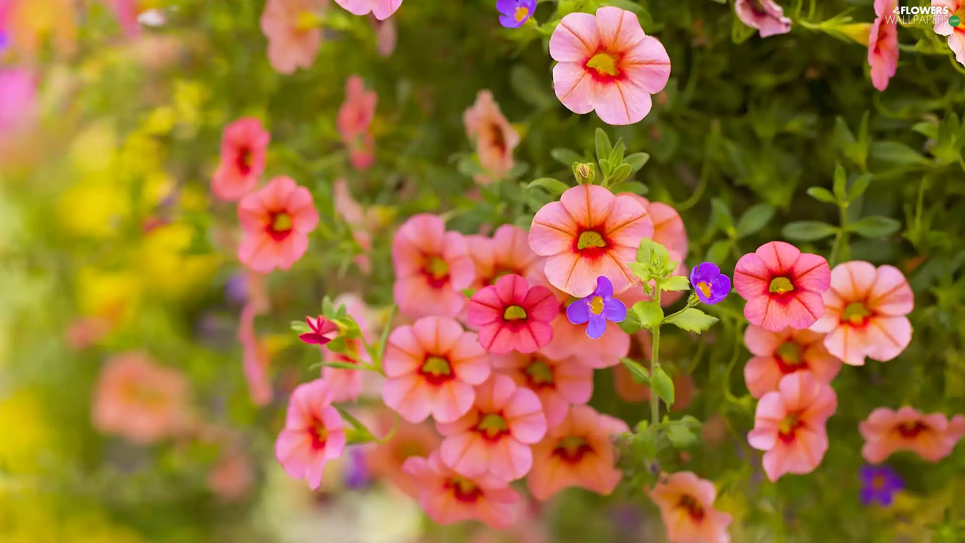 Flowers, petunia