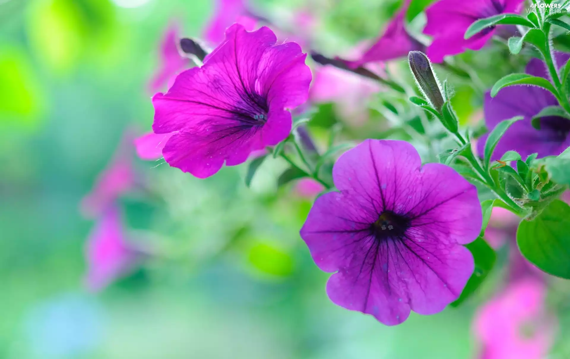 Flowers, Petunia
