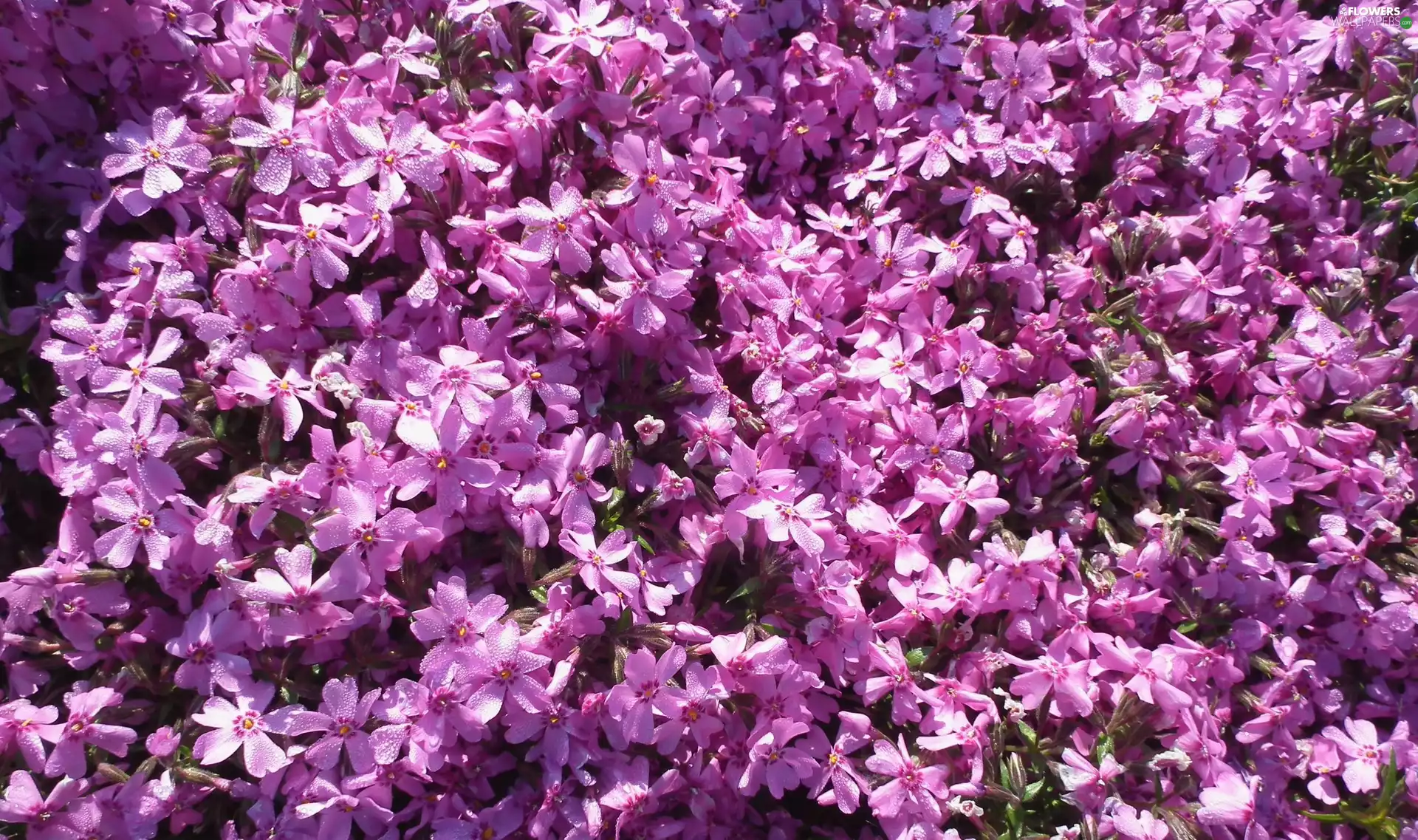 Flowers, phlox