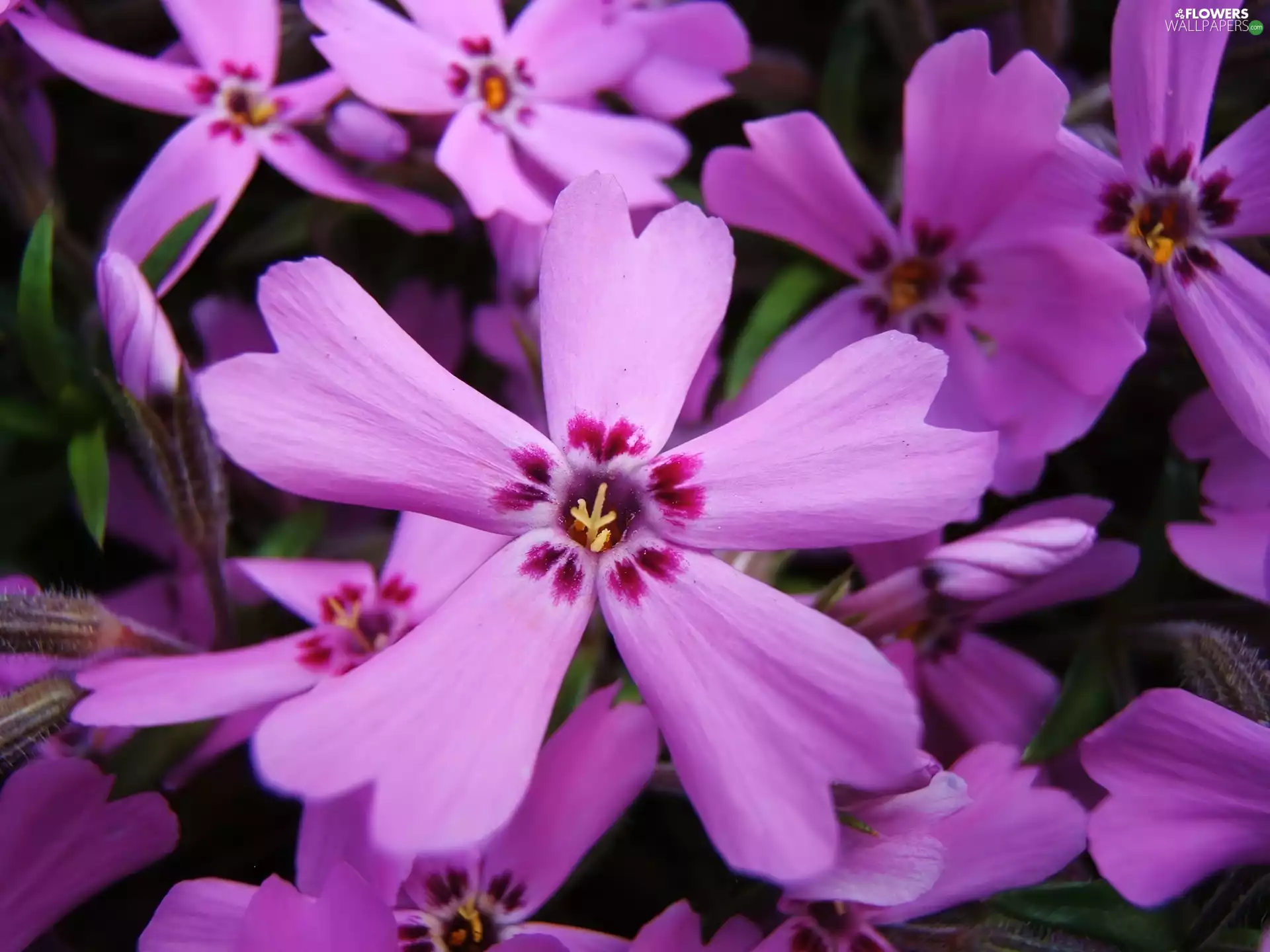Flowers, Phlox