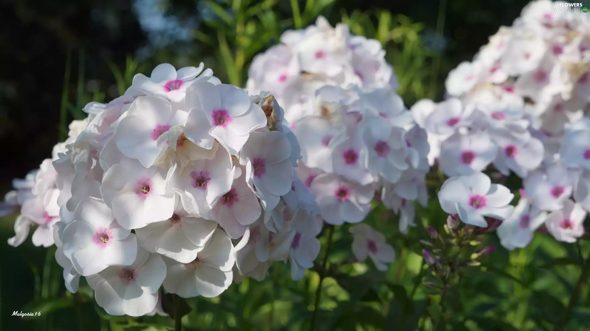Flowers, phlox