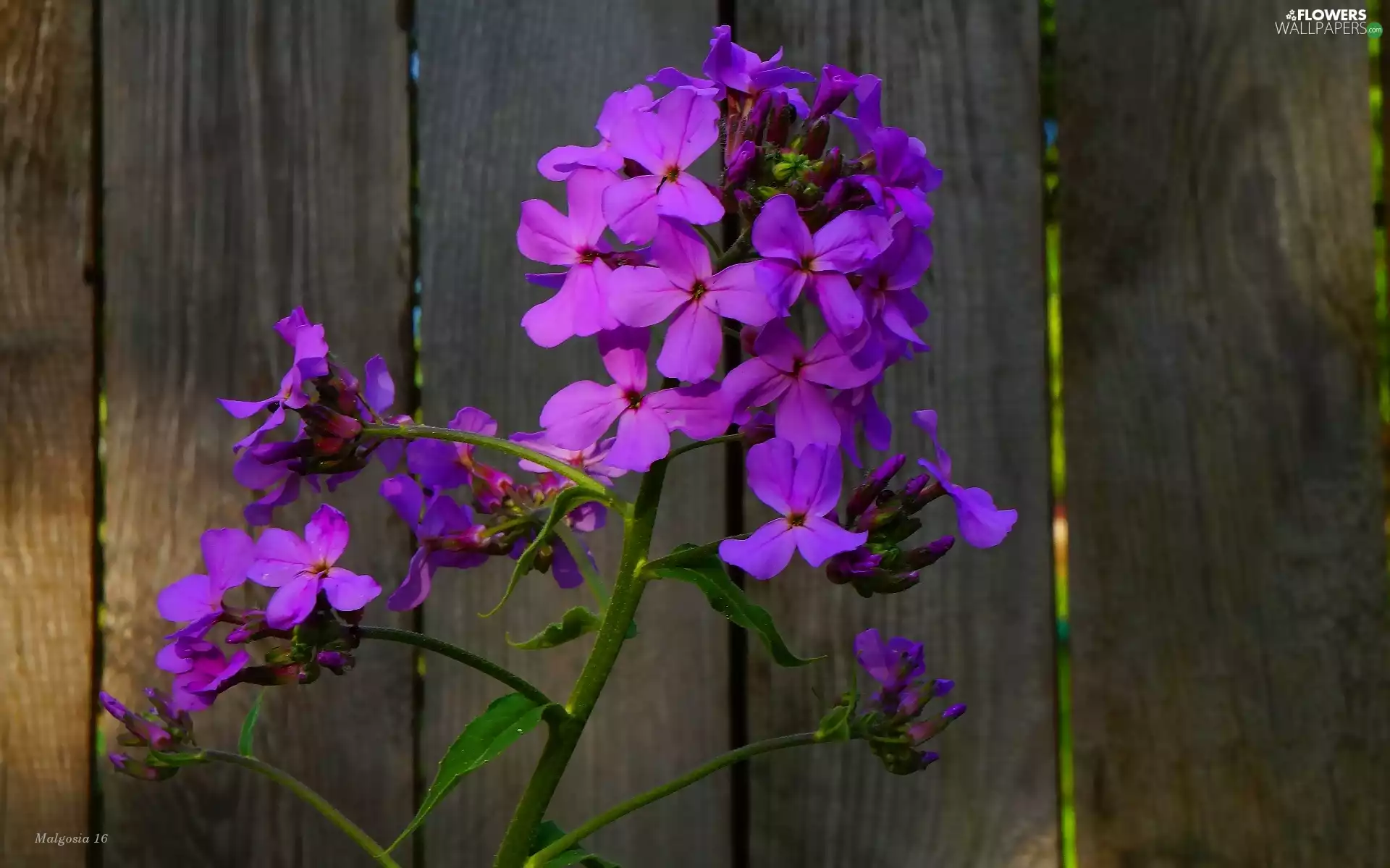Colourfull Flowers, phlox, Fance, Violet