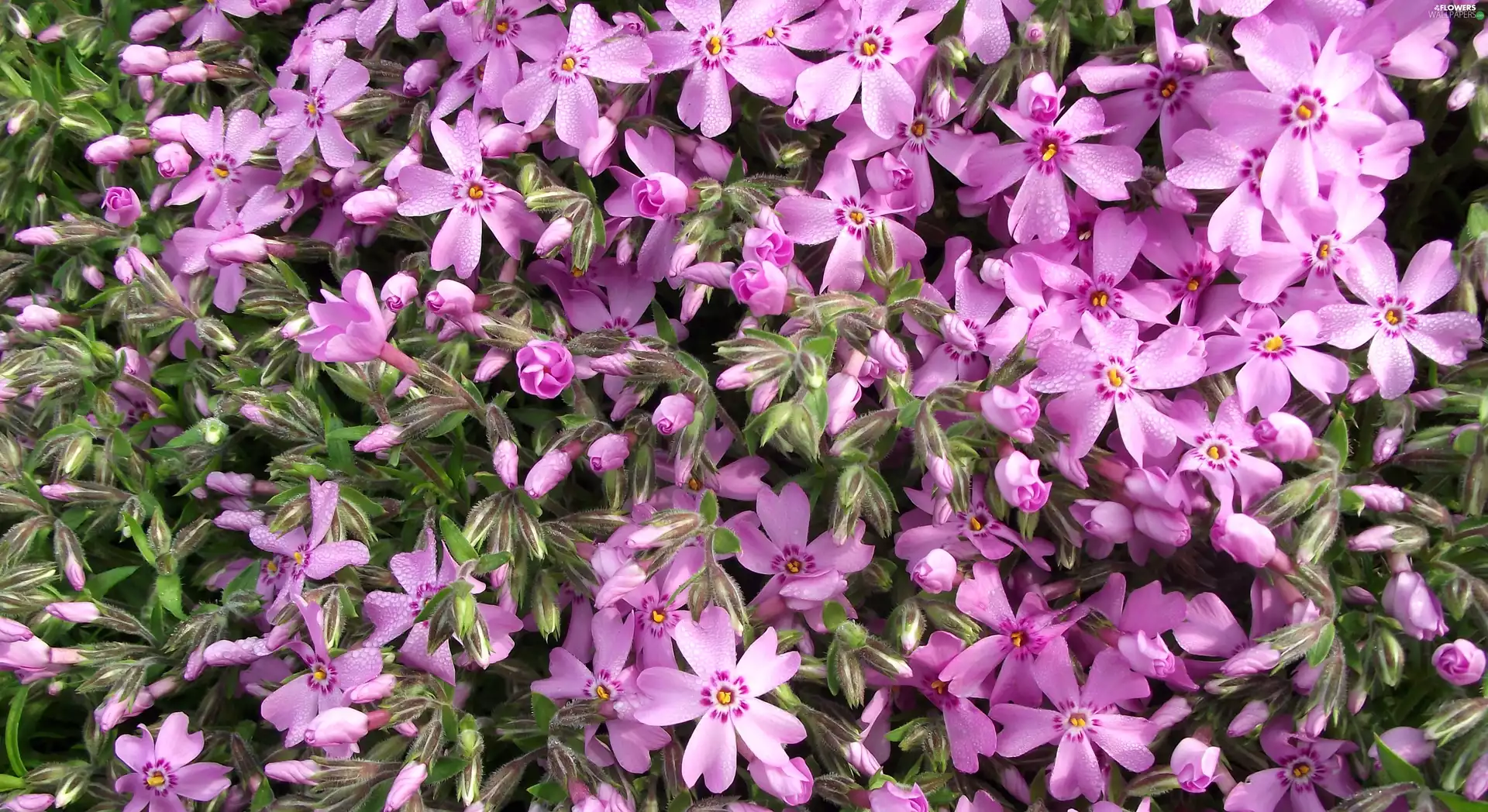 Flowers, phlox