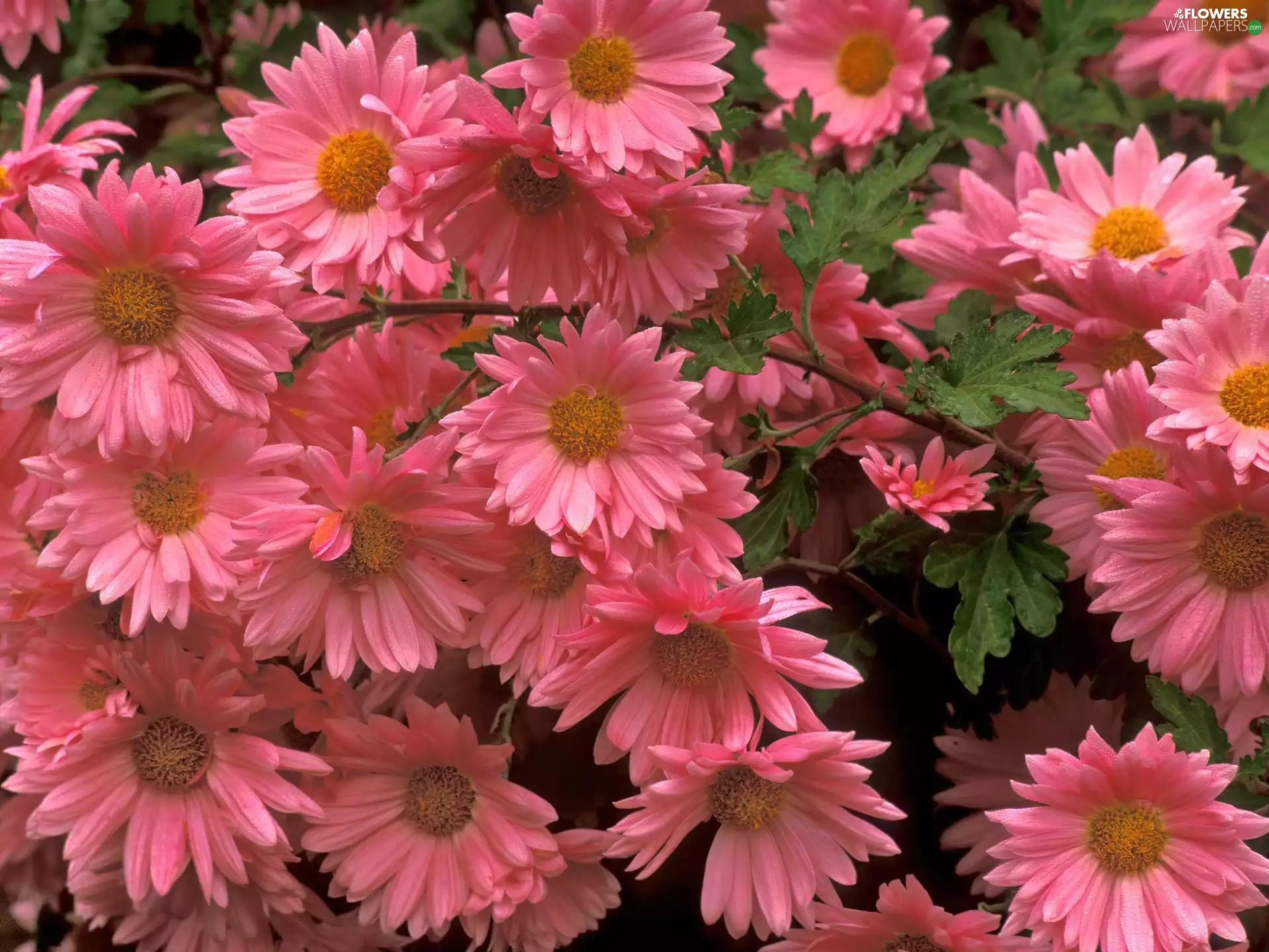 Pink, Flowers