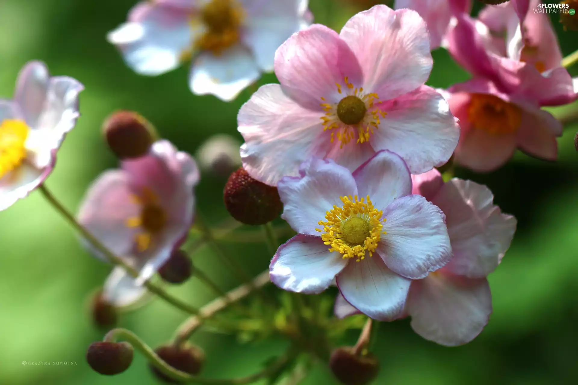 Pink, Japanese anemone, Flowers