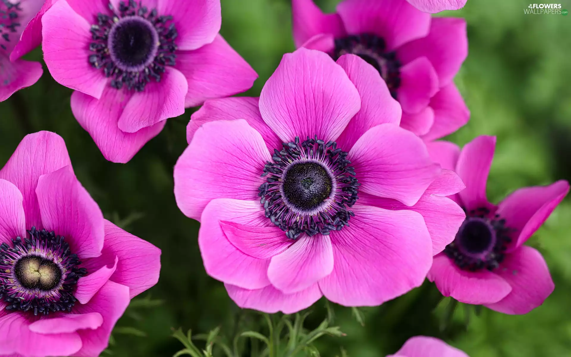 Pink, Anemones, Anemones, Flowers