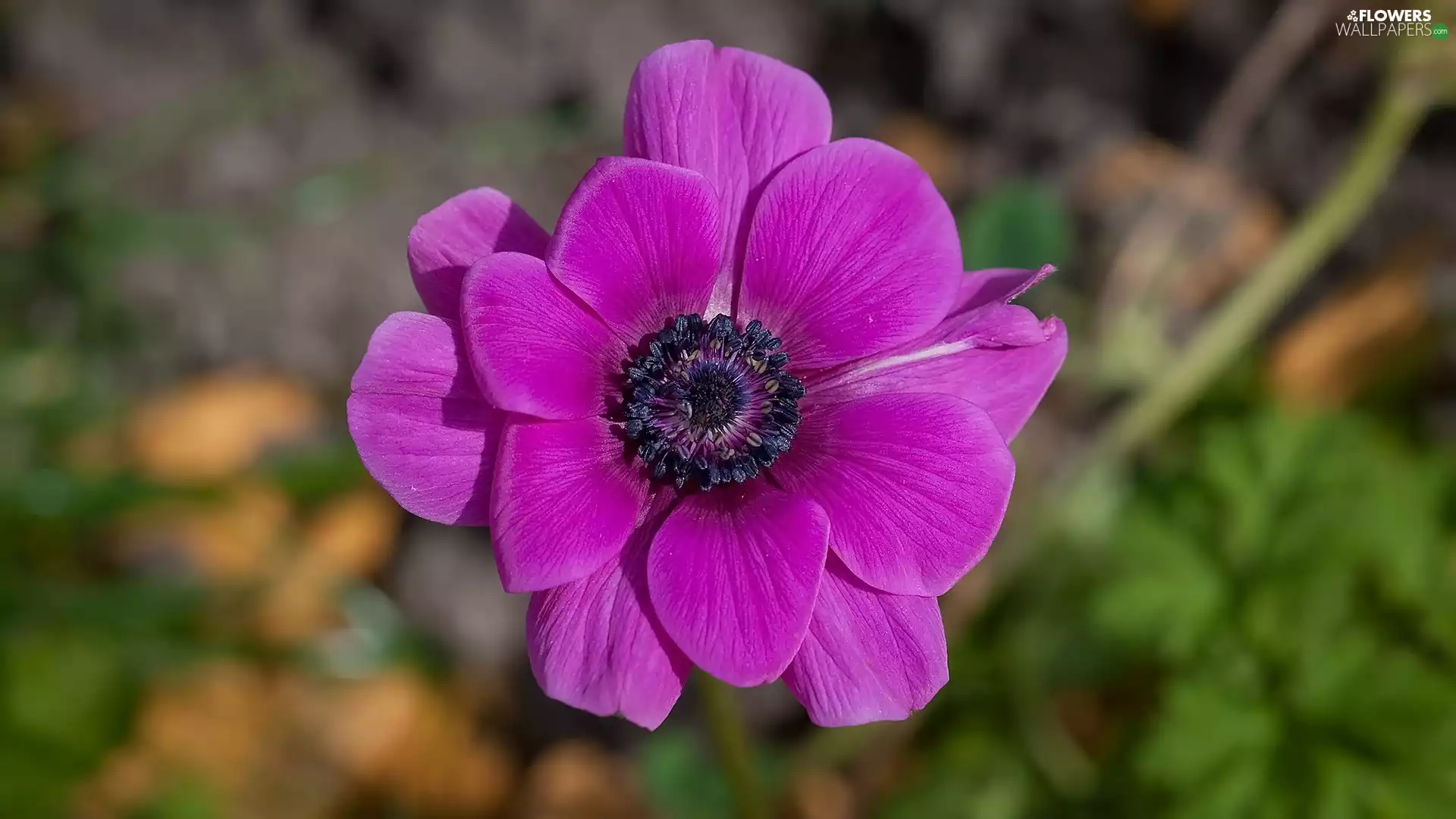 Colourfull Flowers, Pink, anemone, bloom