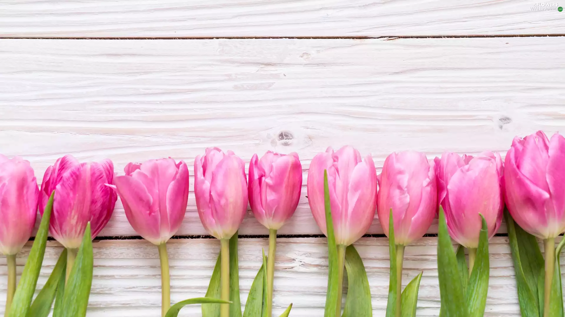 Pink, Tulips, boarding, Flowers