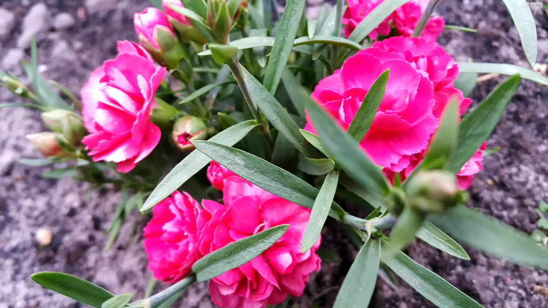Pink, pink, Buds, Flowers