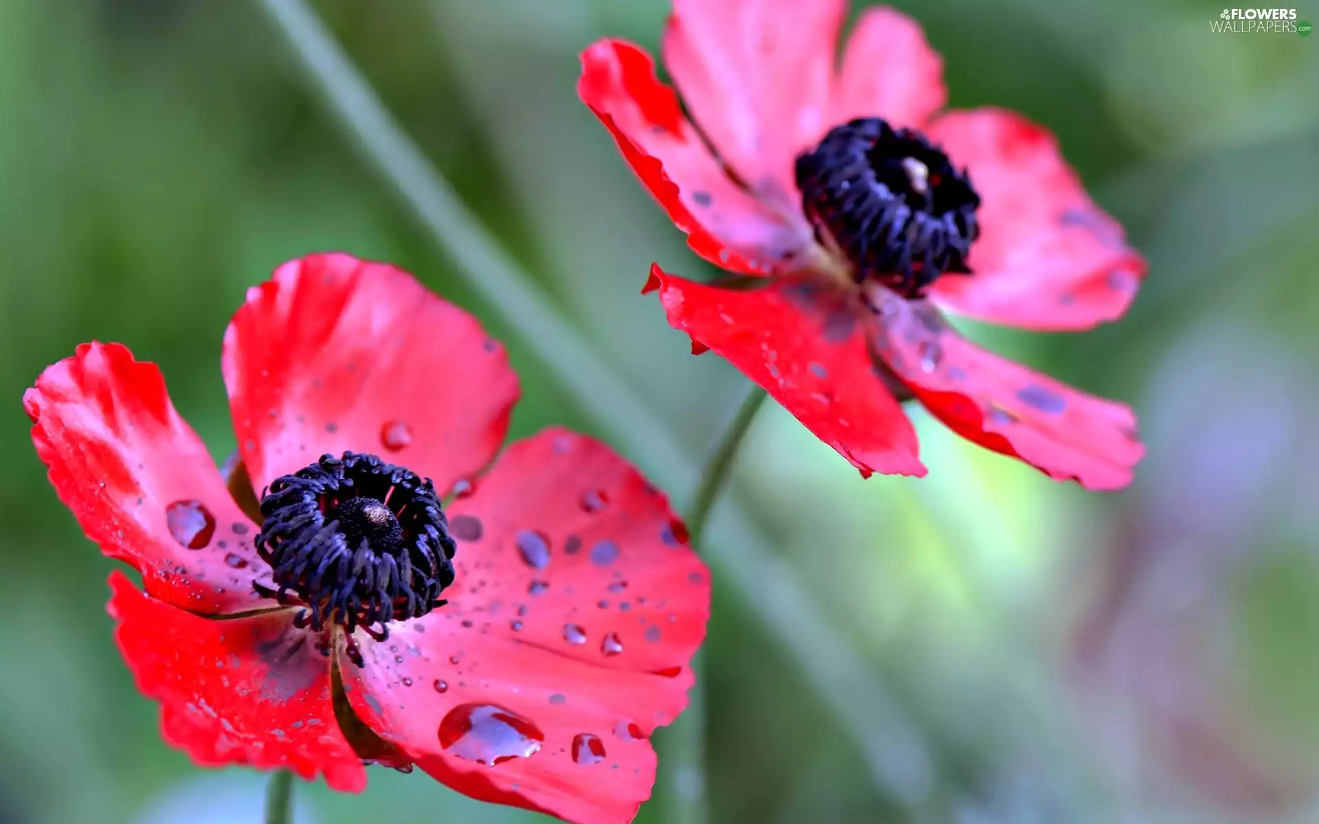 Pink, Anemones, Close, Flowers