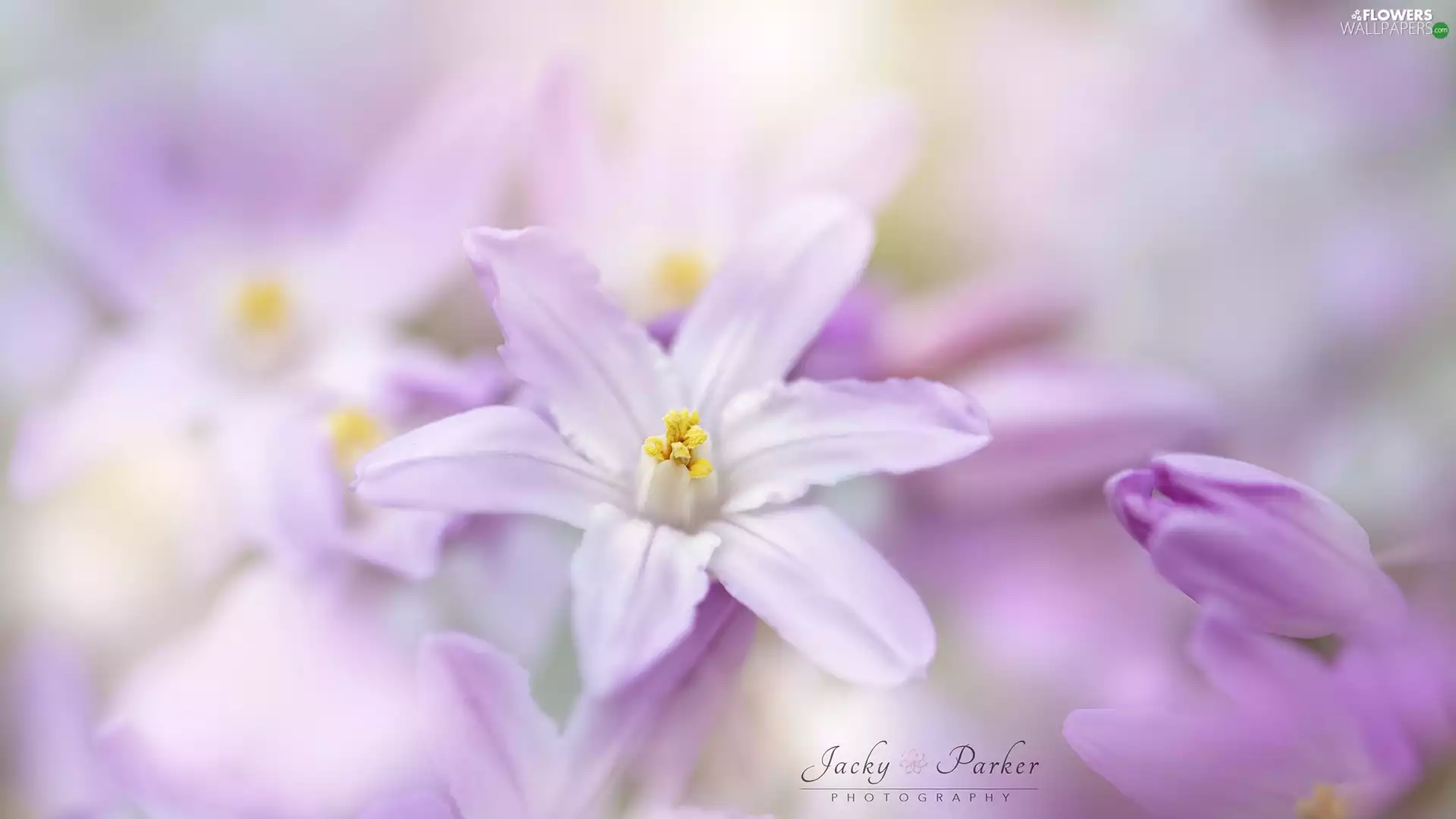 blur, Close, Pink, Glory of the Snow, Flowers