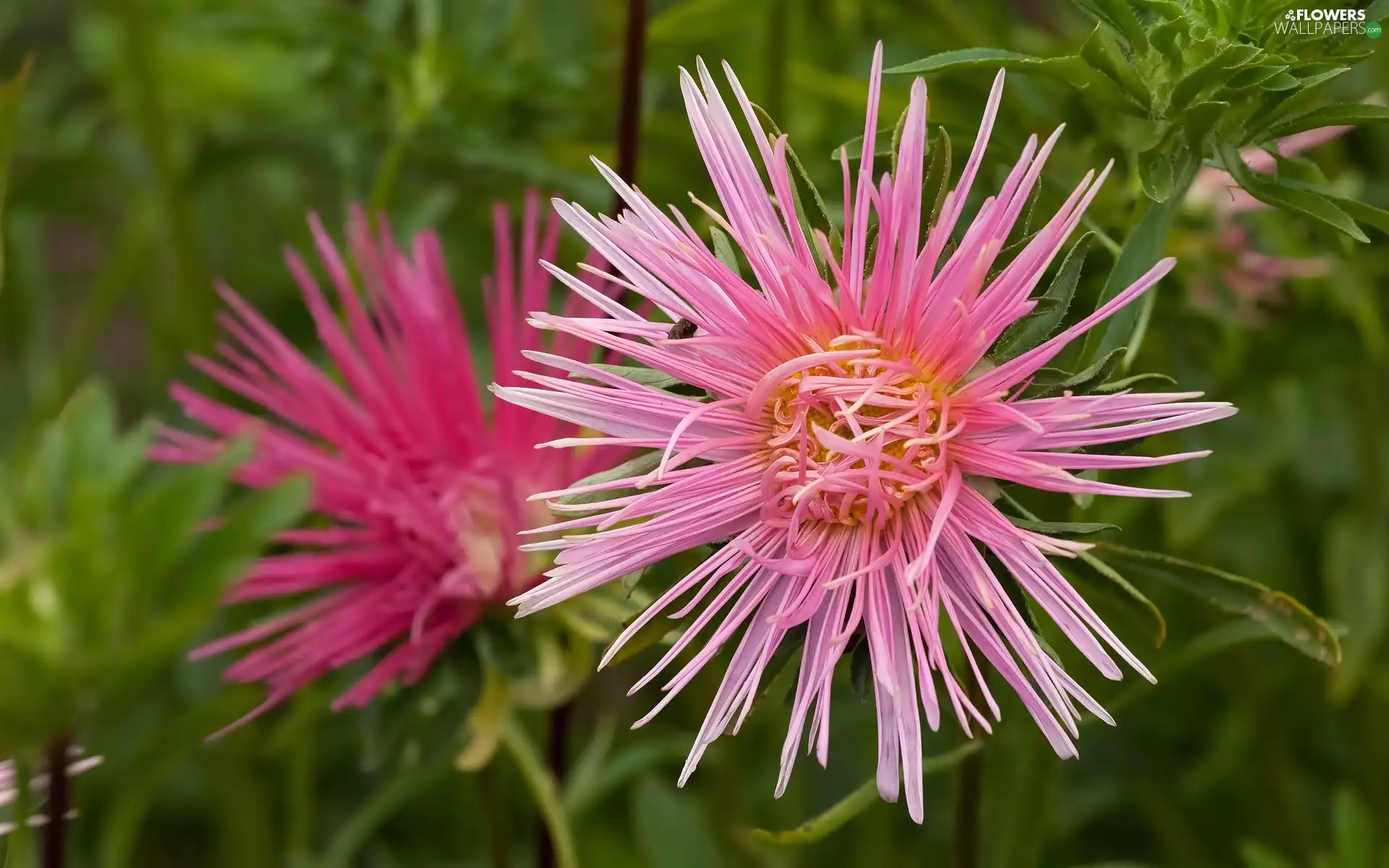 Pink, Aster, Colourfull Flowers