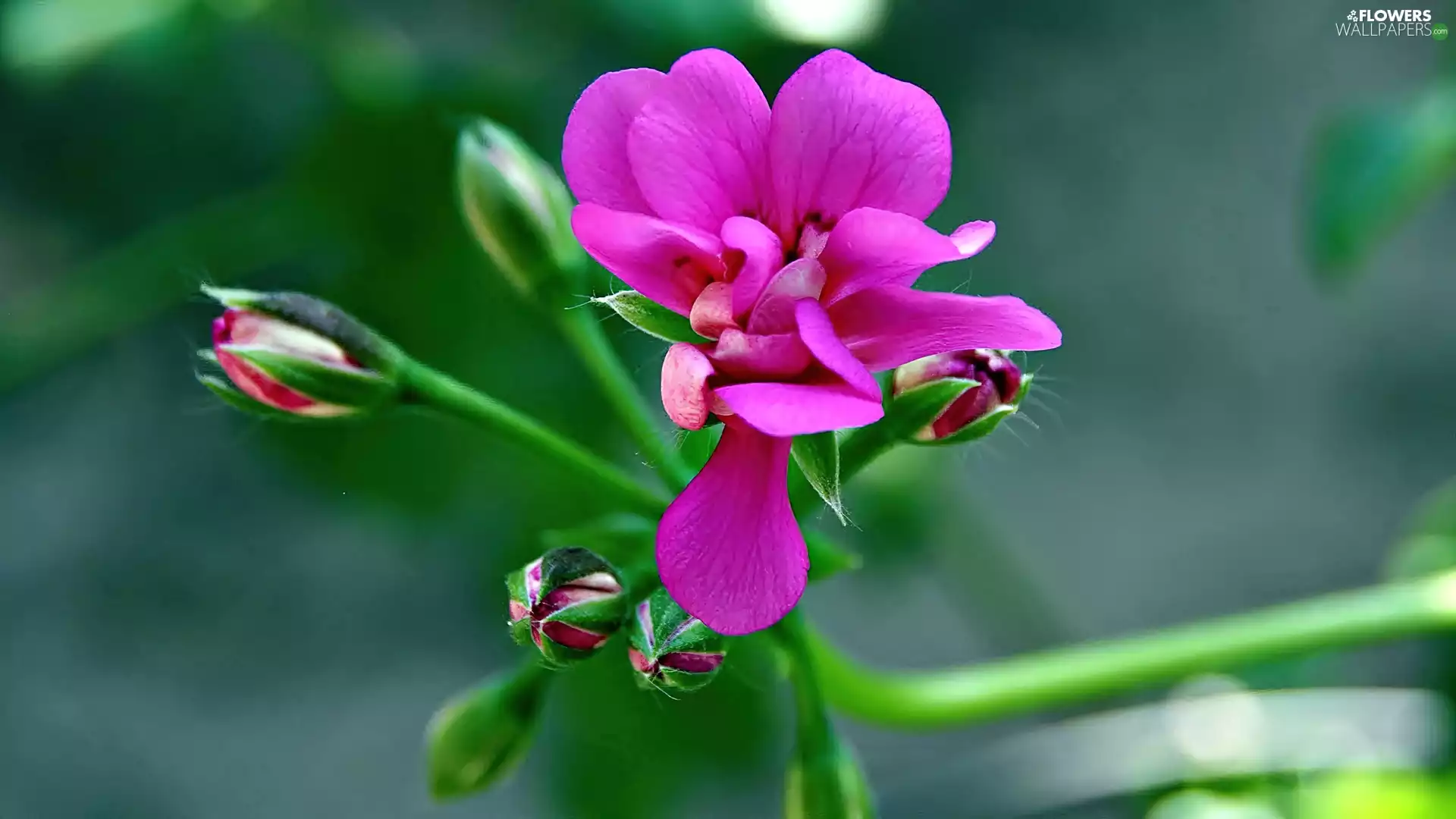 blur, geranium, Colourfull Flowers, Buds, Pink