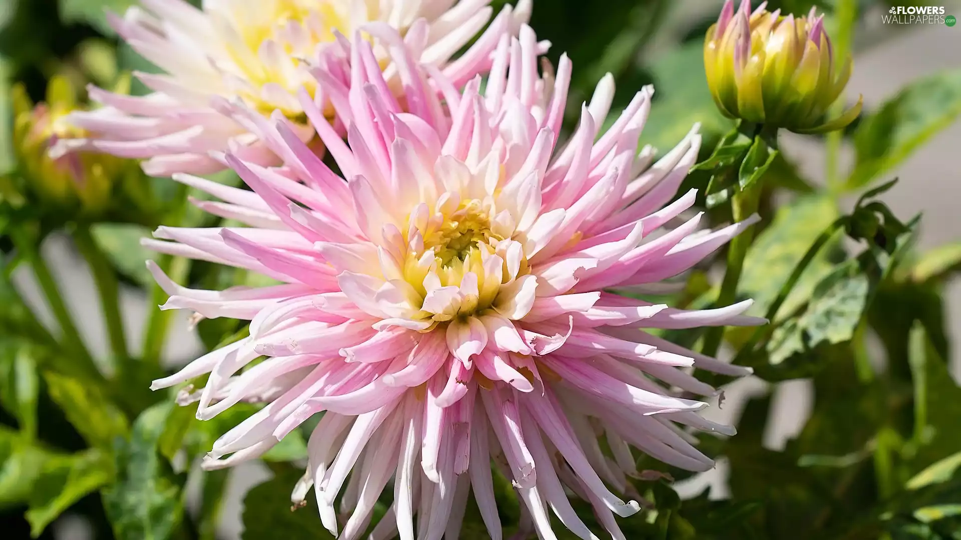 bud, Leaf, Colourfull Flowers, Dalia, Pink