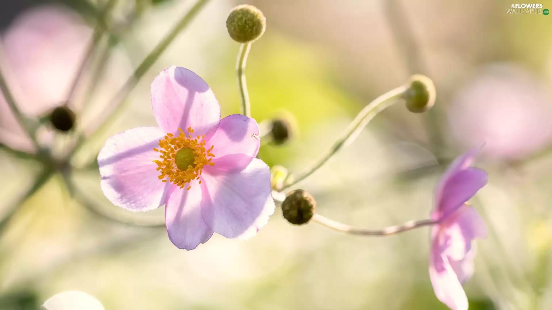Buds, rapprochement, Colourfull Flowers, anemone, Pink