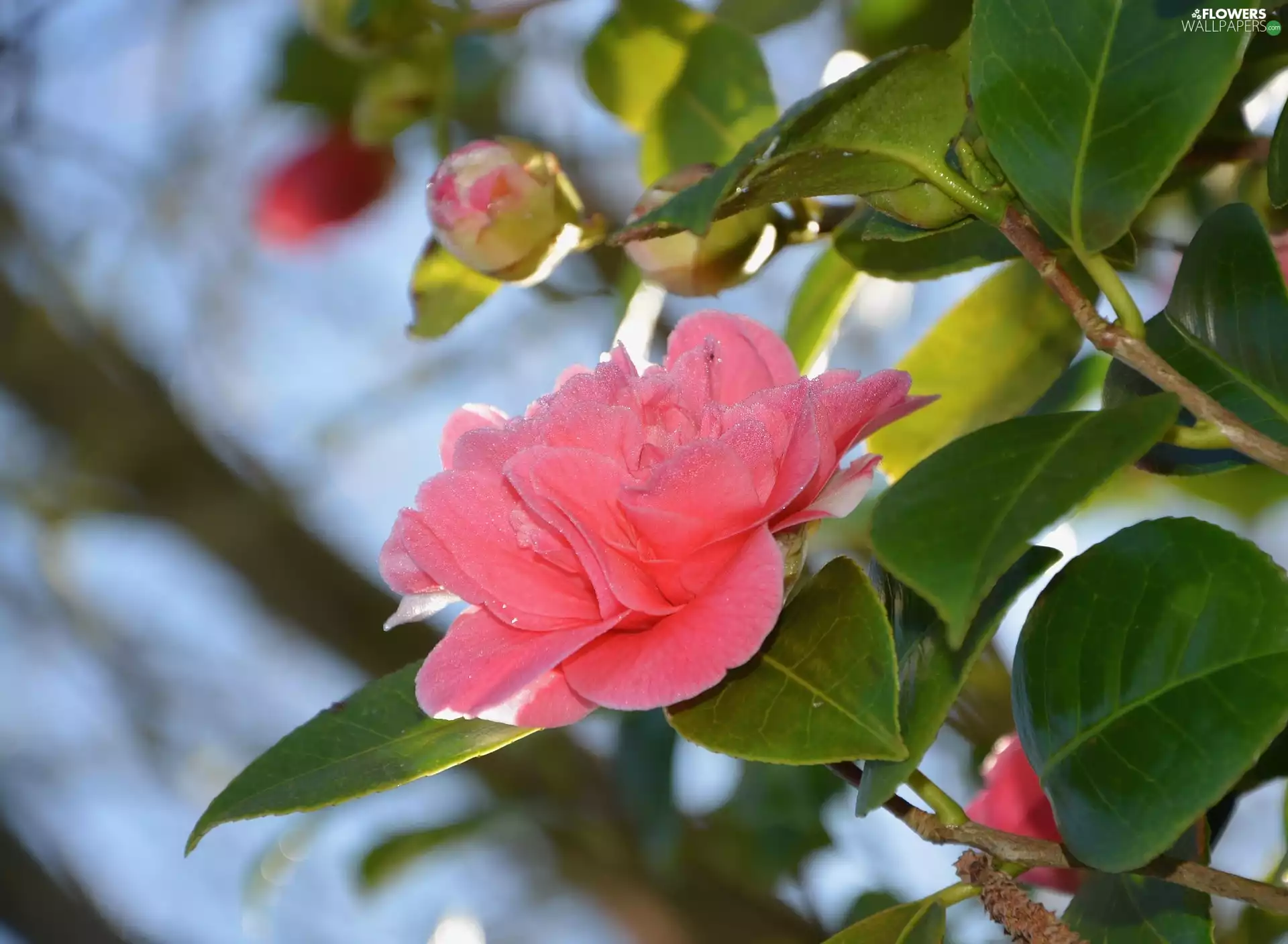 camellia, Buds, Colourfull Flowers, developed, Pink
