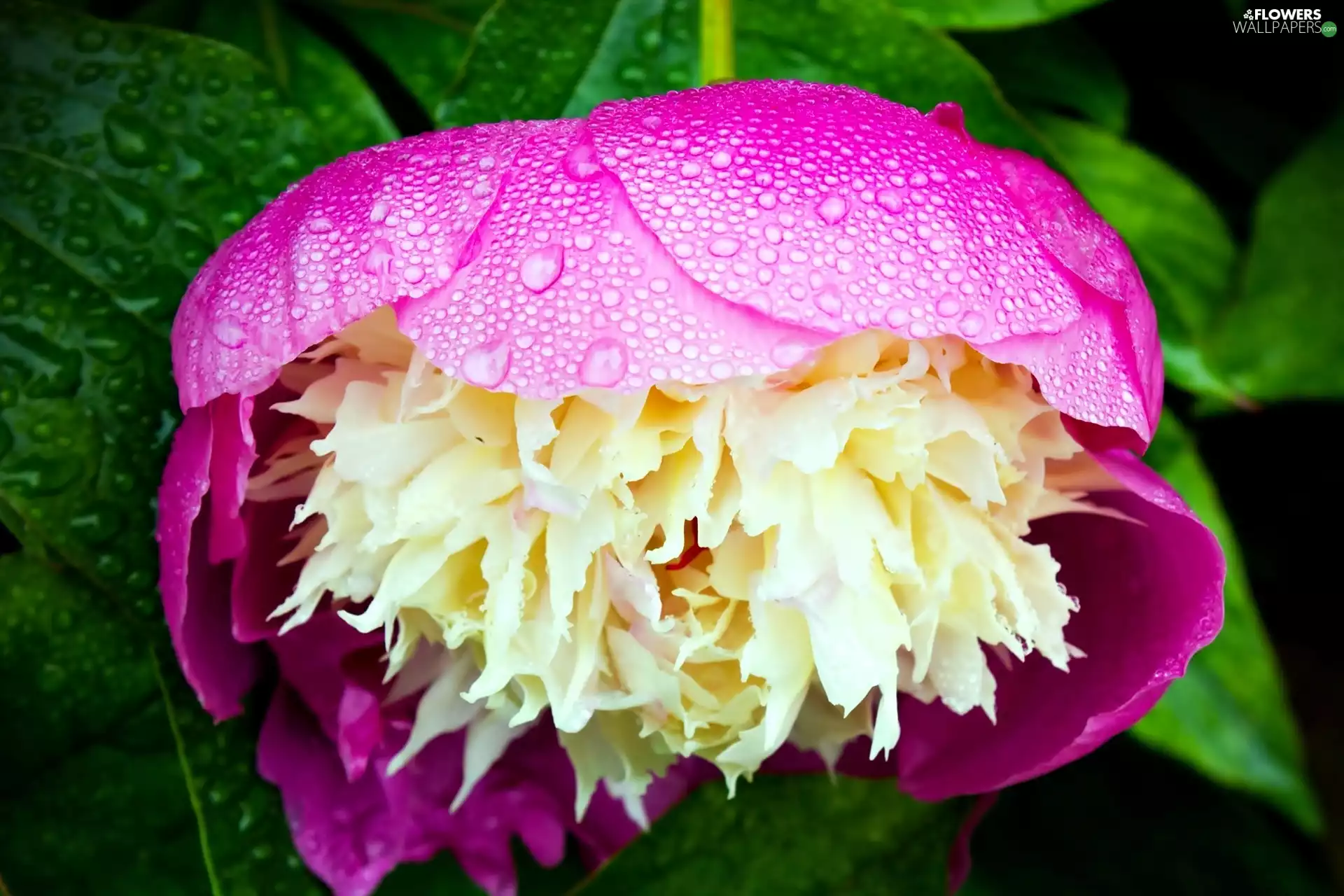 drops, Close, Colourfull Flowers, peony, Pink