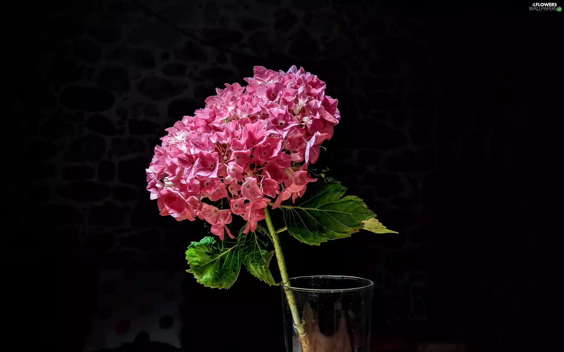 Pink, hydrangea, Colourfull Flowers