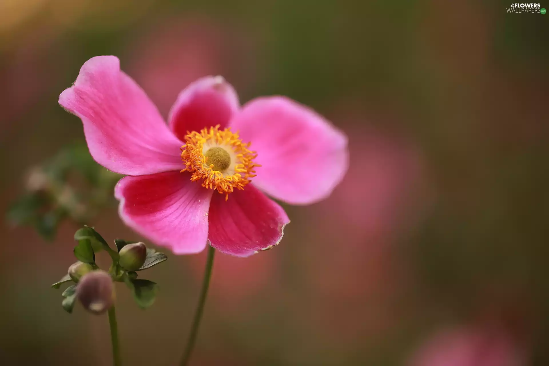 Japanese anemone, Colourfull Flowers, bud, Pink