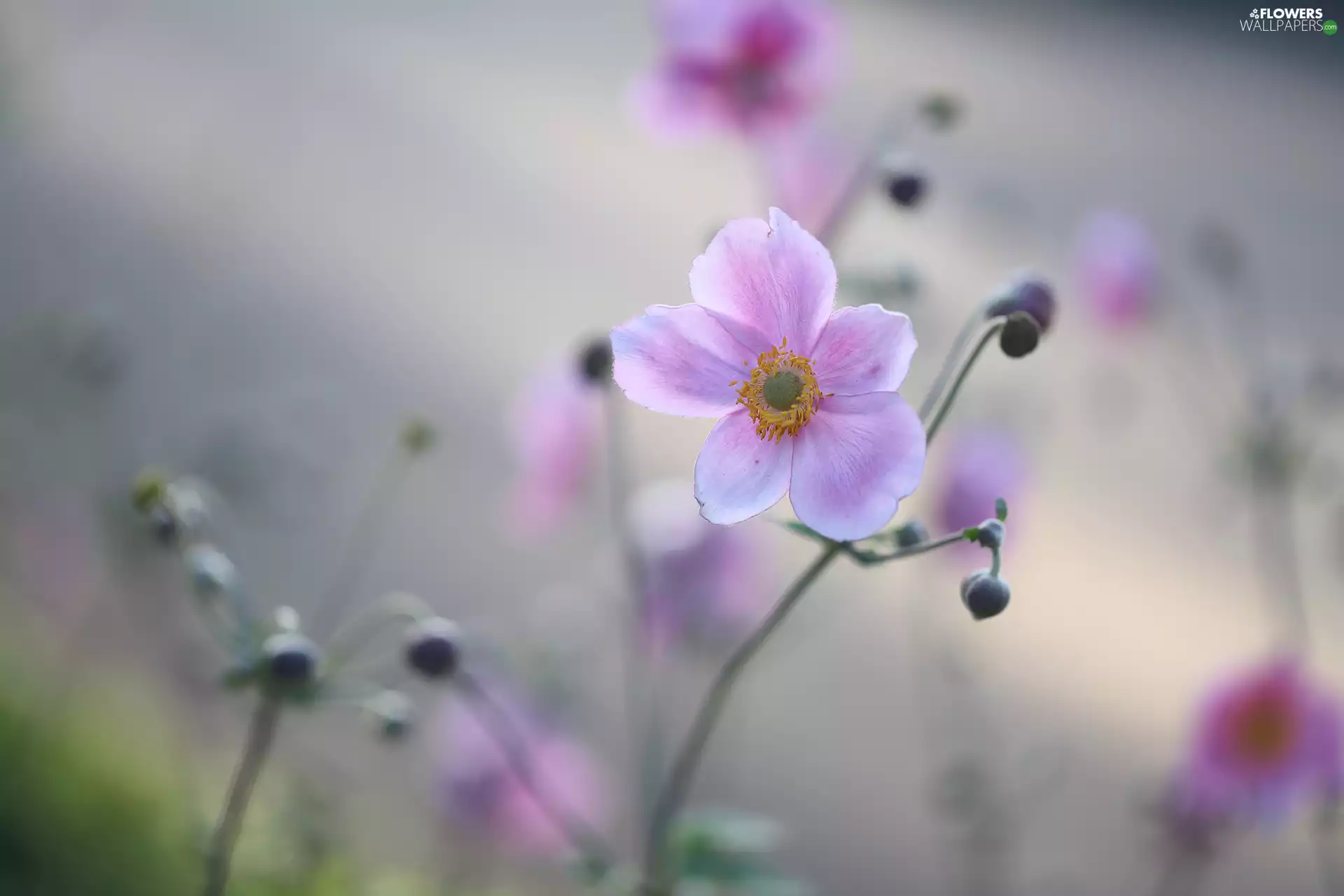 Japanese anemone, Colourfull Flowers, Buds, Pink