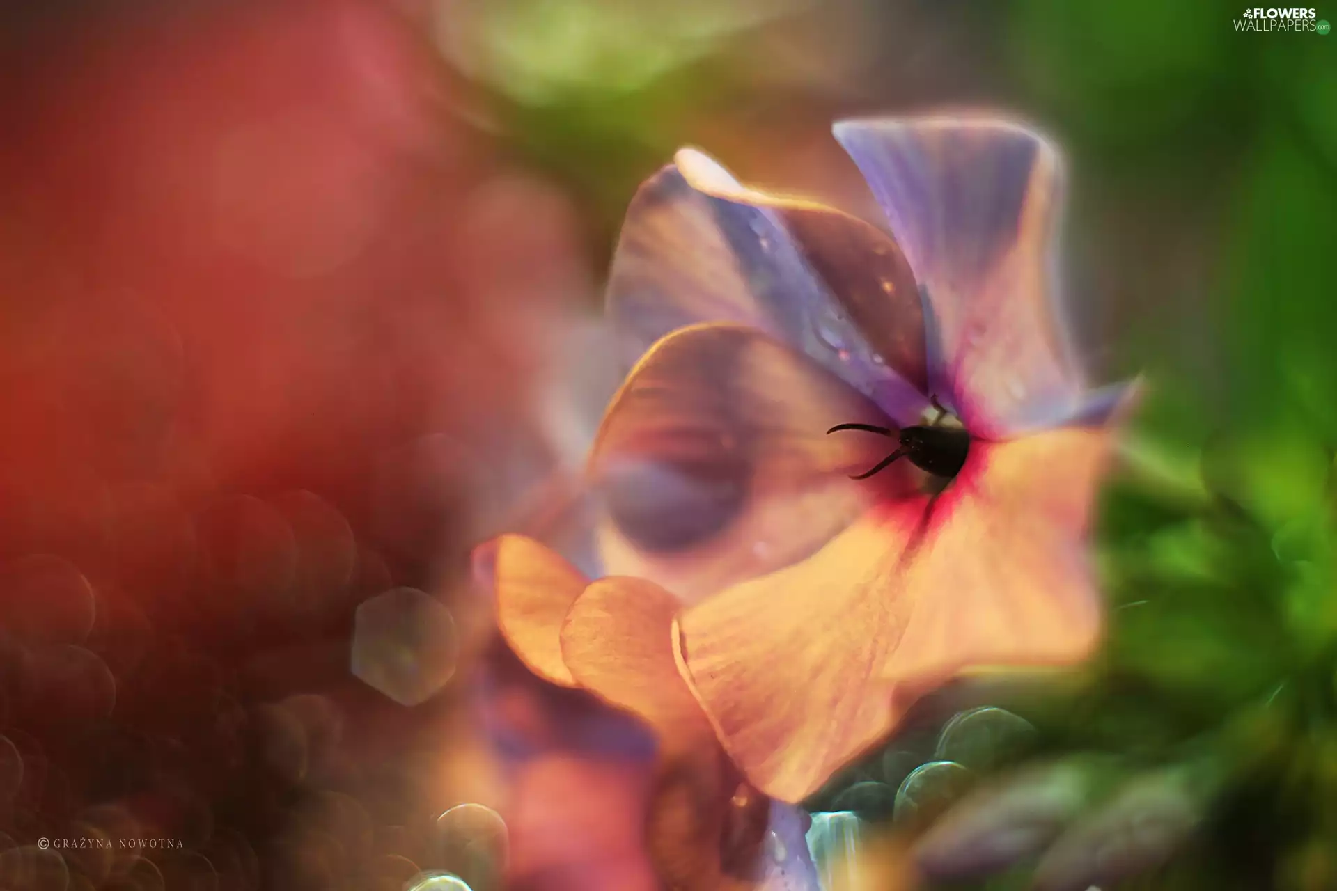 Pink, phlox, Colourfull Flowers