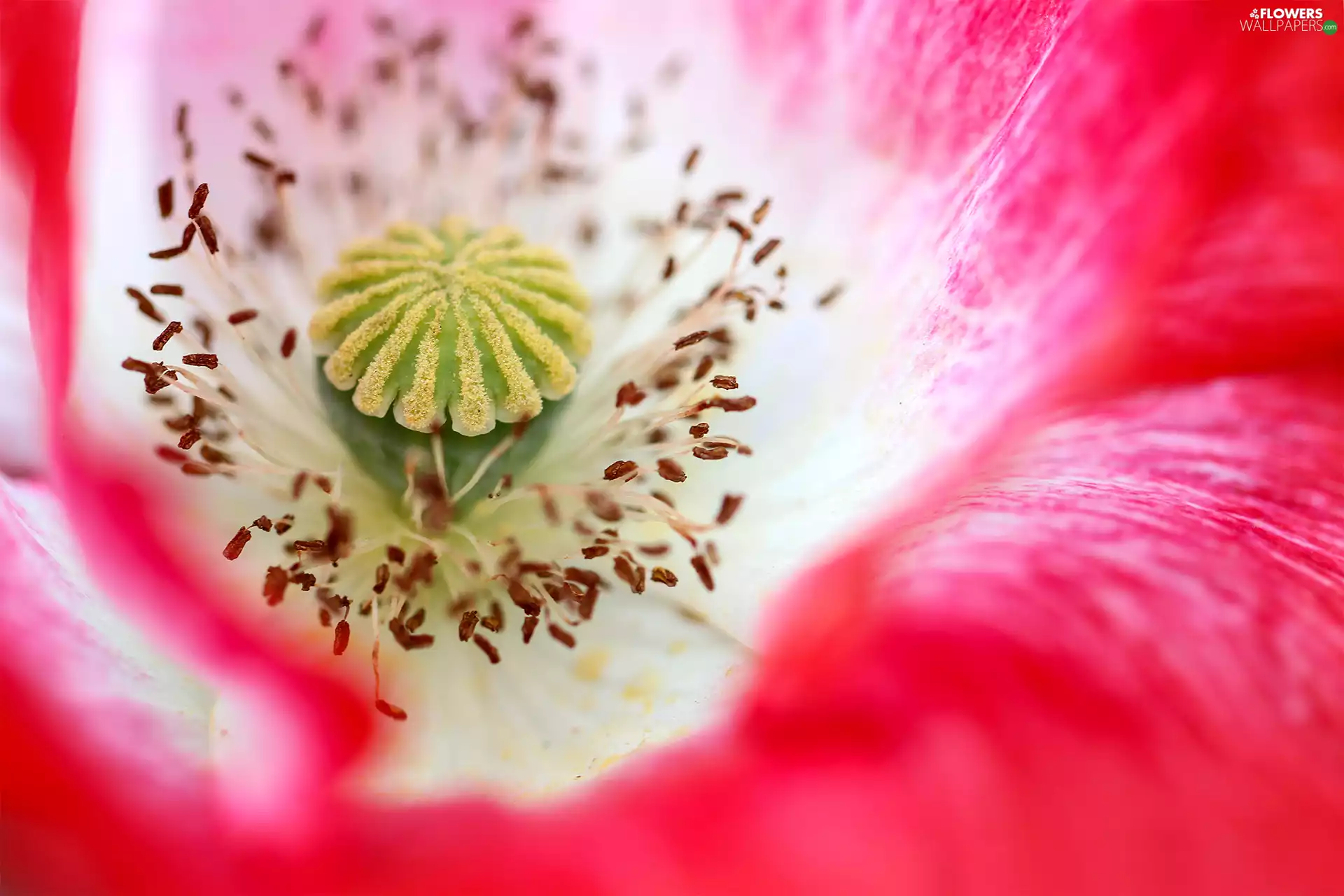 red weed, Colourfull Flowers, Close, Pink
