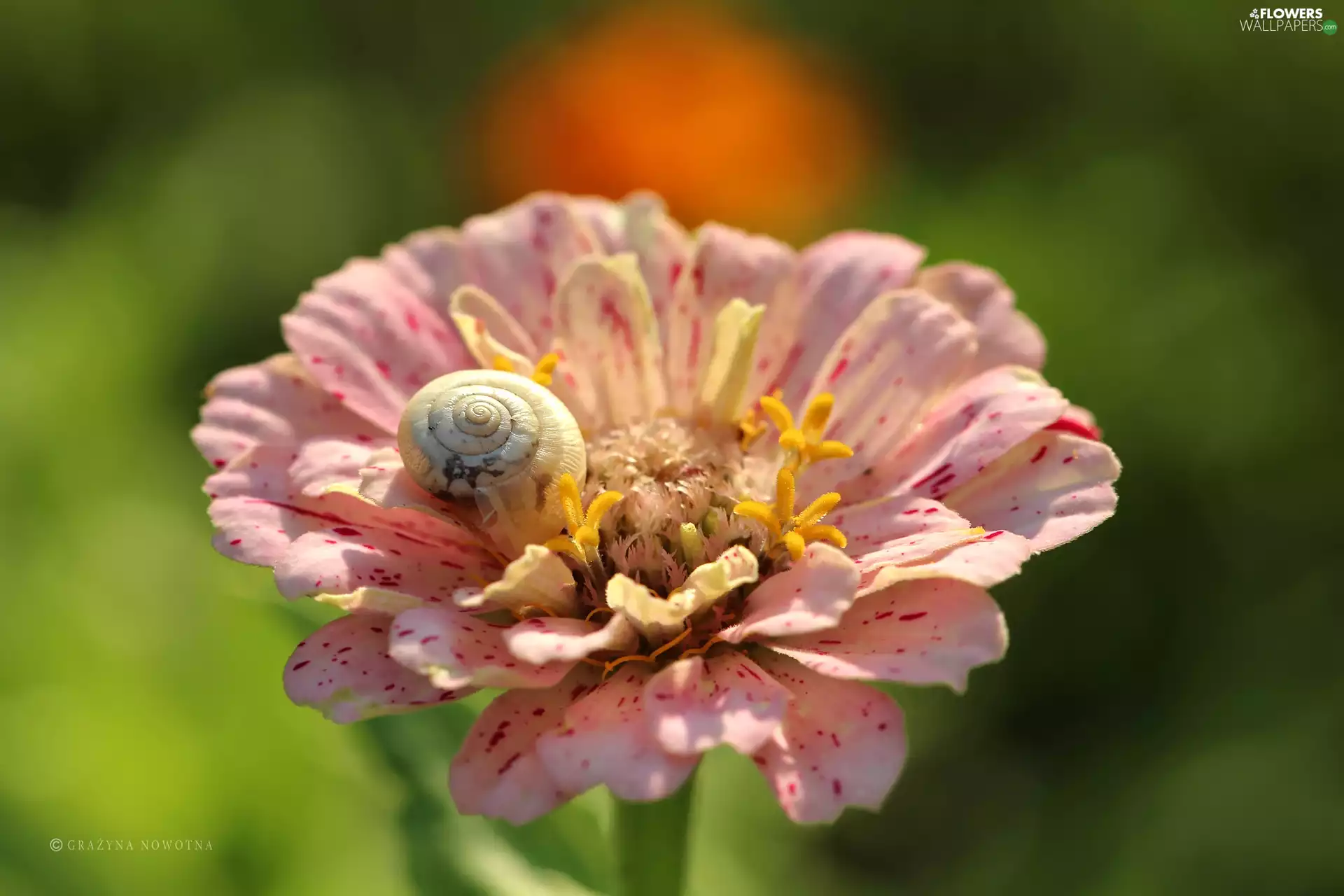 snail, shell, Colourfull Flowers, zinnia, Pink