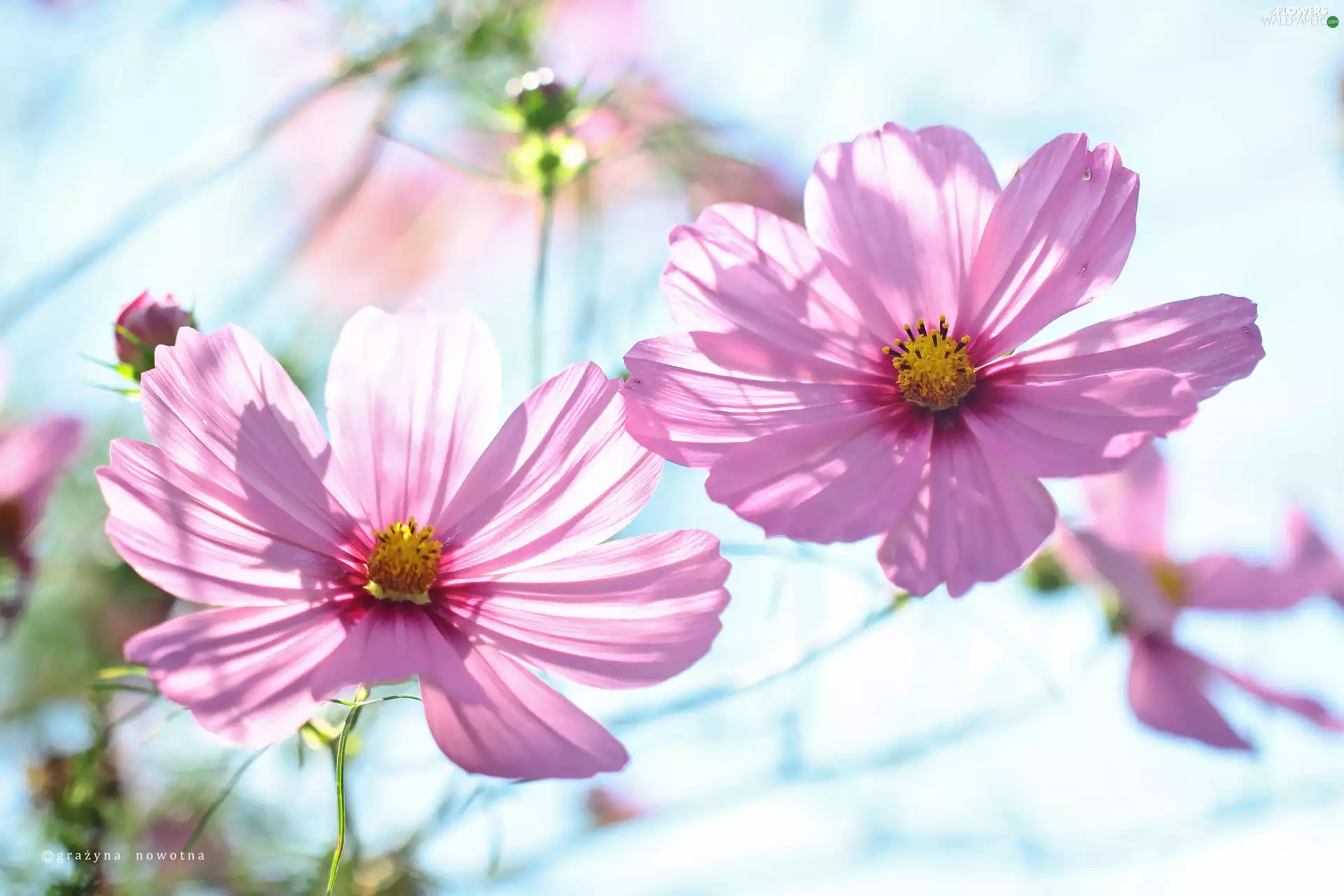 Flowers, Cosmos, Pink